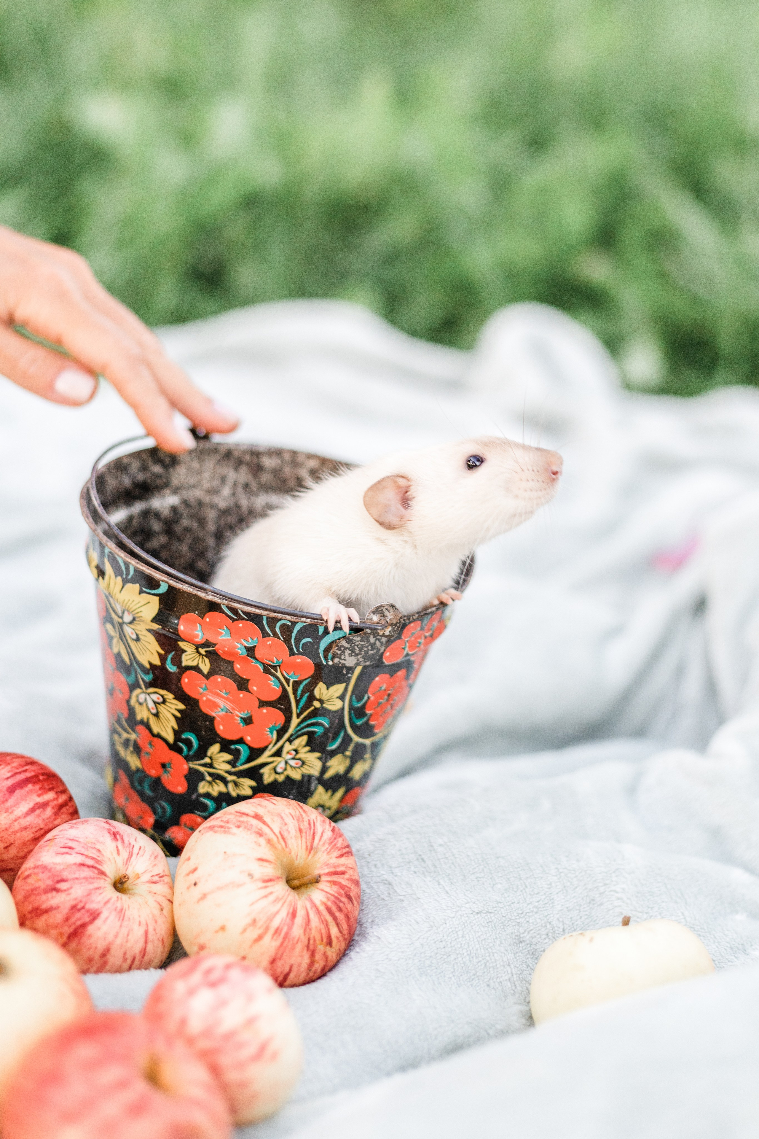 Наташа и её мальчики. Портфолио