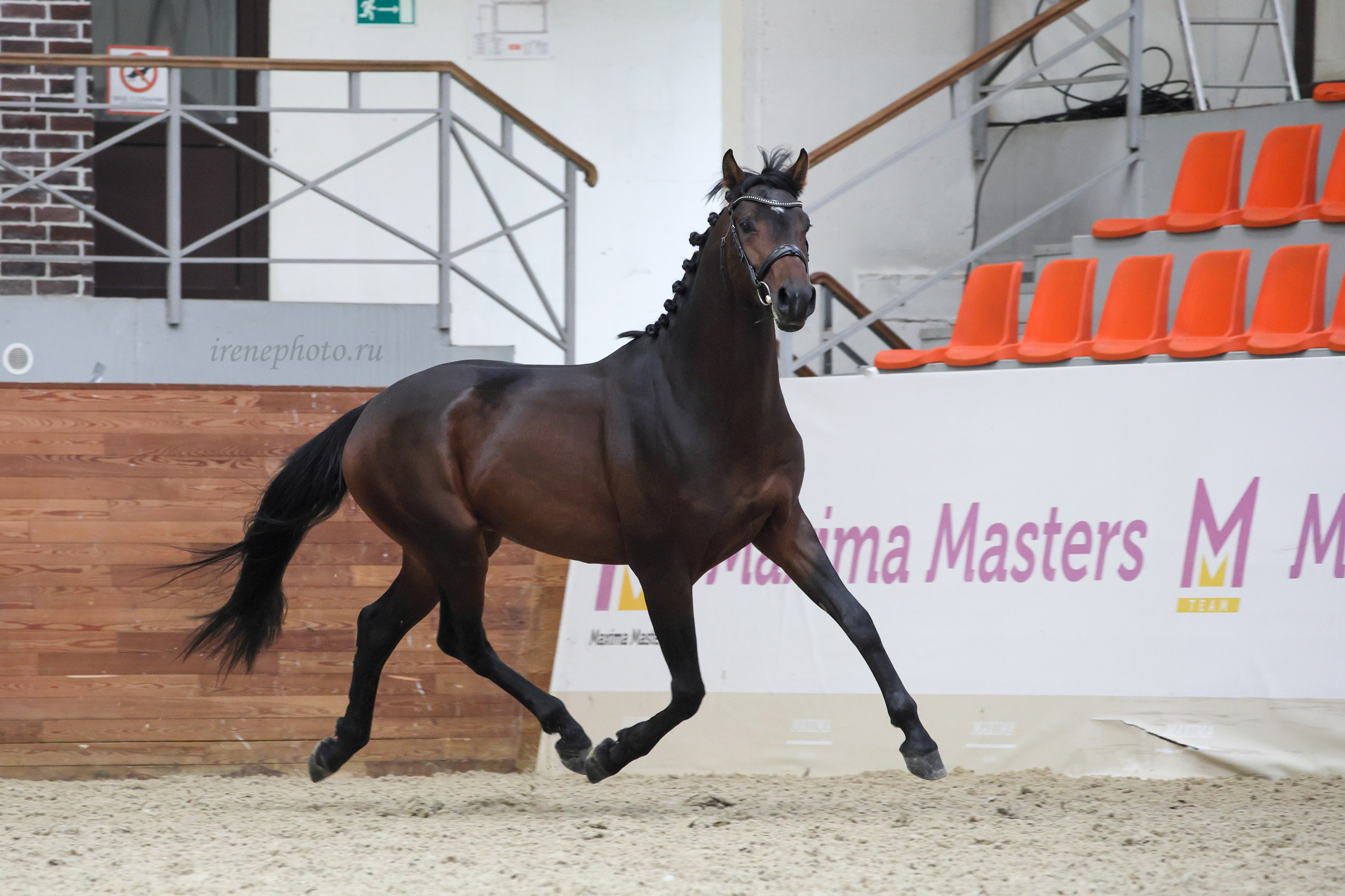 Конная Россия 2024. Irenephoto.ru