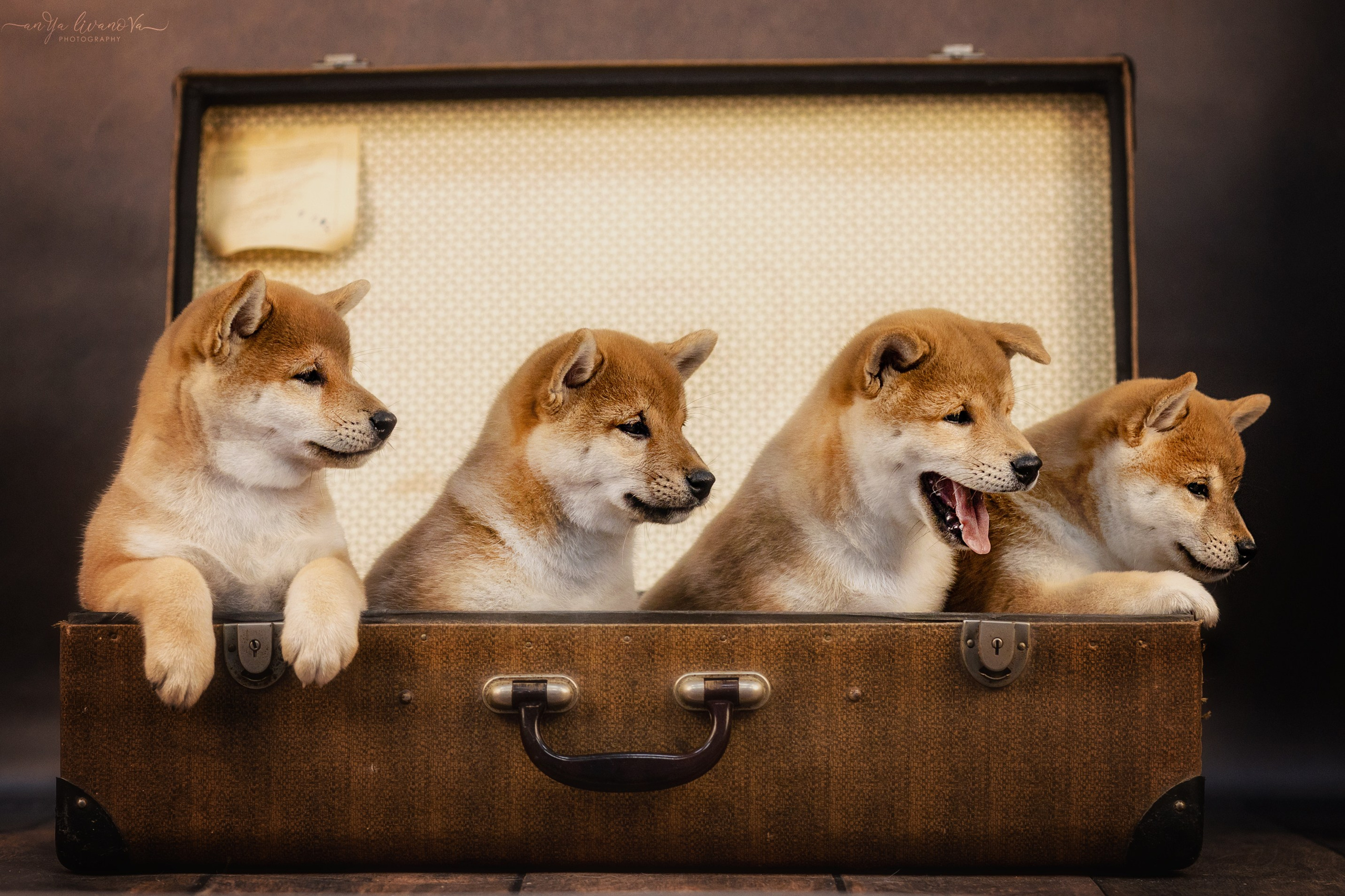 Сибушки. Фотограф анималист Аня Ливанова | Рыбинск