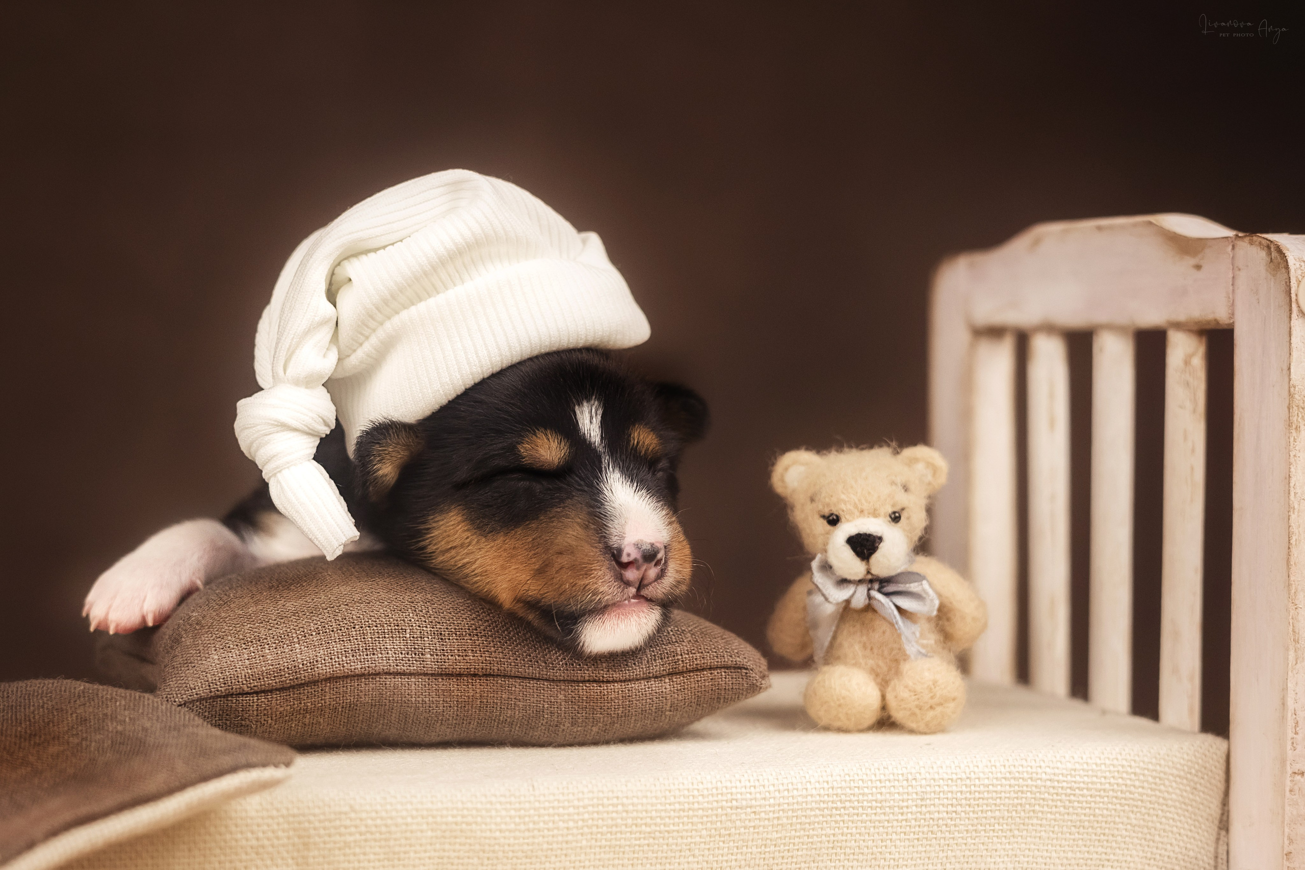 Басеньки. Фотограф анималист Аня Ливанова | Рыбинск