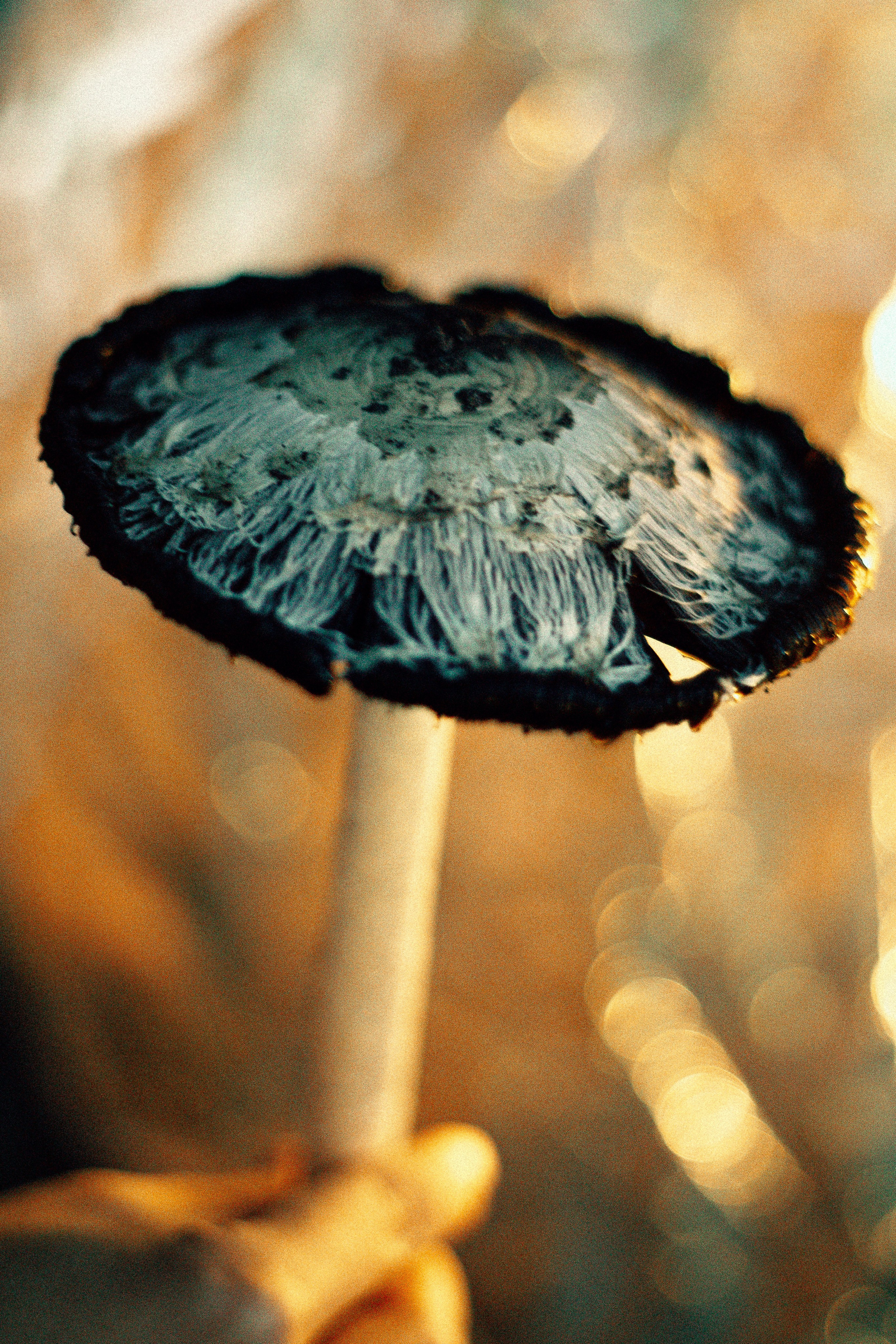 Лес. Колдунья. И волшебные грибы. Арт-фотограф Крис Л. в Тобольске: портрет, семейные, свадьбы