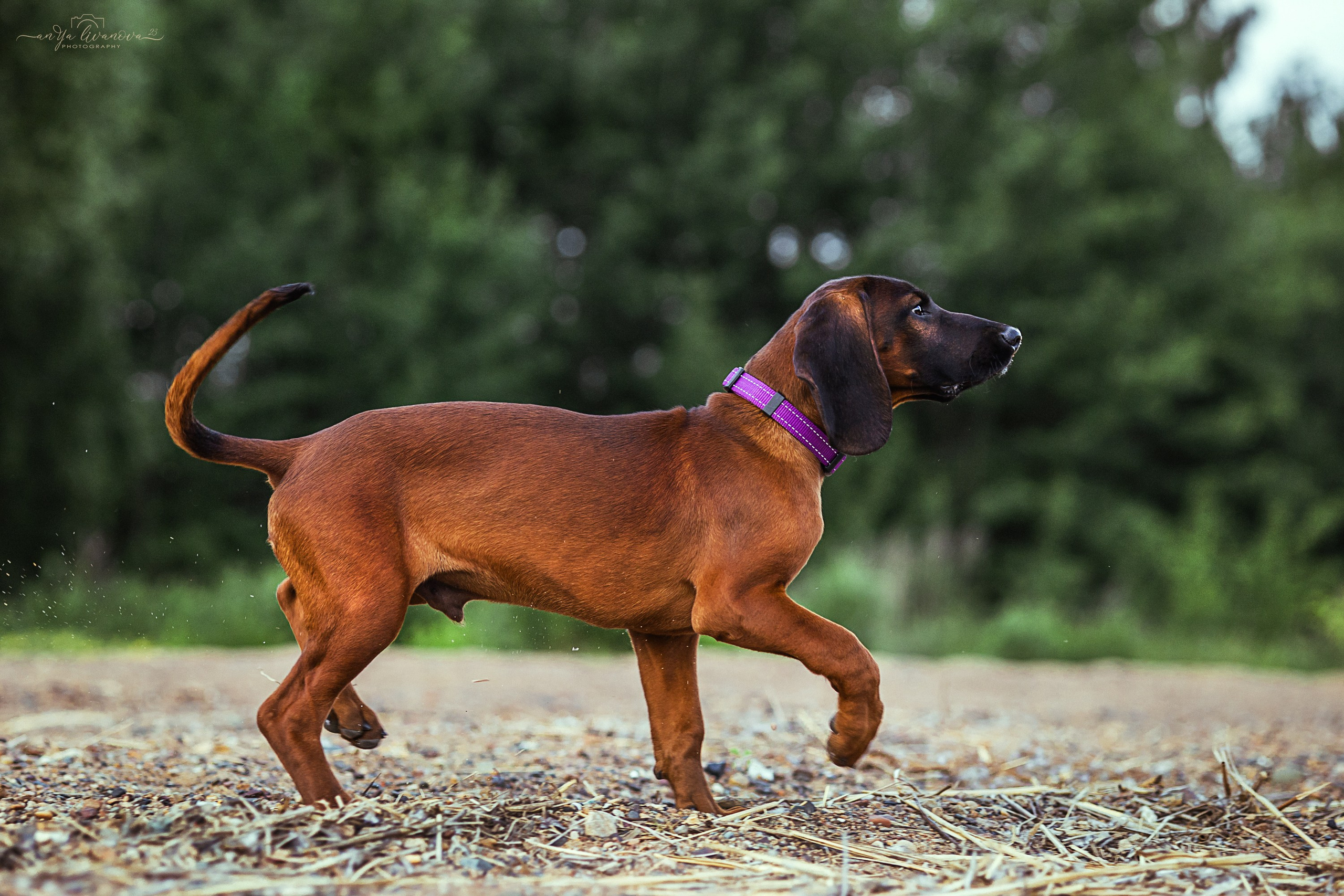 Баварчик. Фотограф анималист Аня Ливанова | Рыбинск