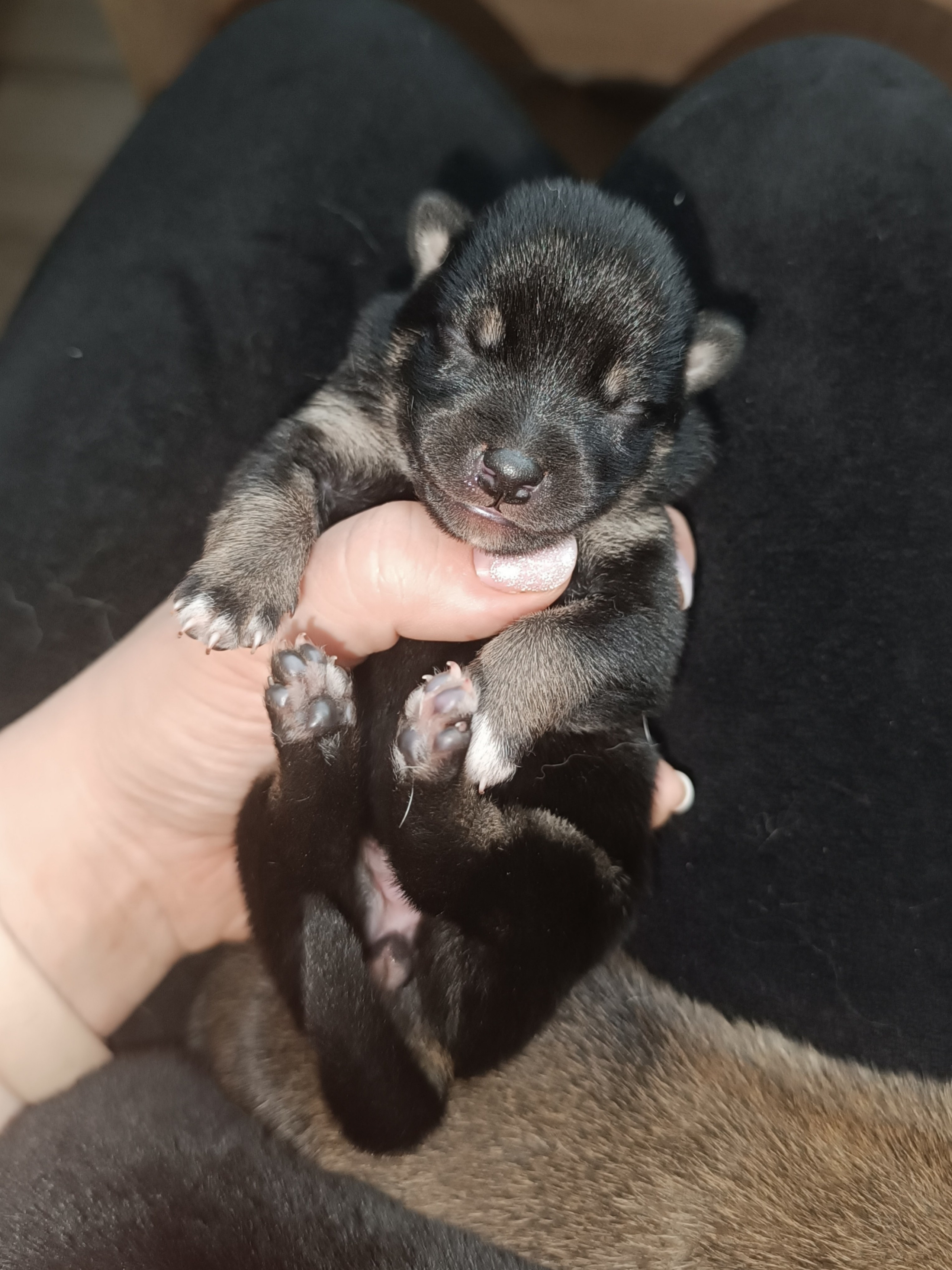 сиба питомник Рубилайт щенки на продажу rubylight  сиба щенки купить СПб Санкт-Петербург 