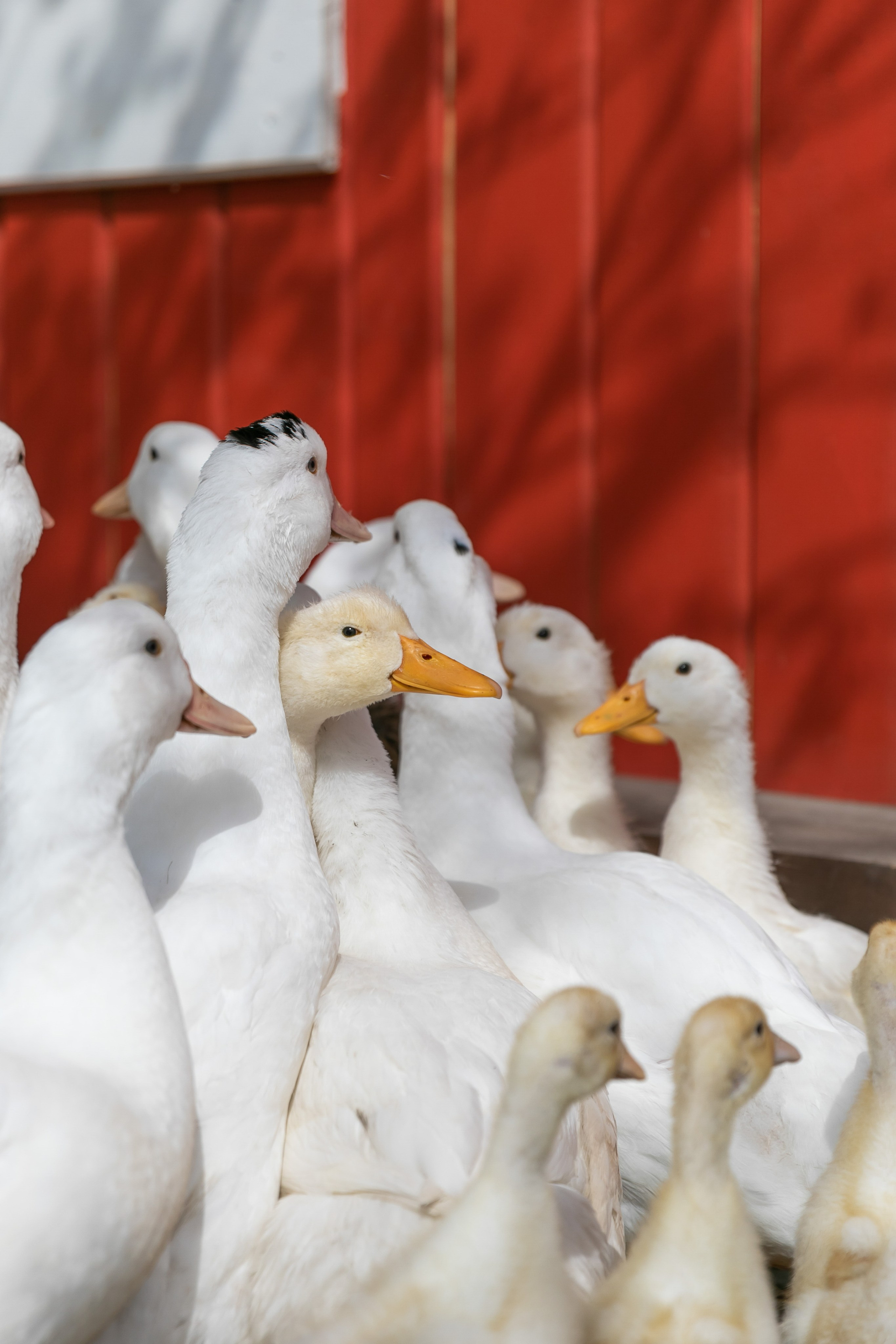 Съемка для проекта: Театрализованный ужин «Один летний день» в отеле Wawelberg. NesterovaMaria.ru