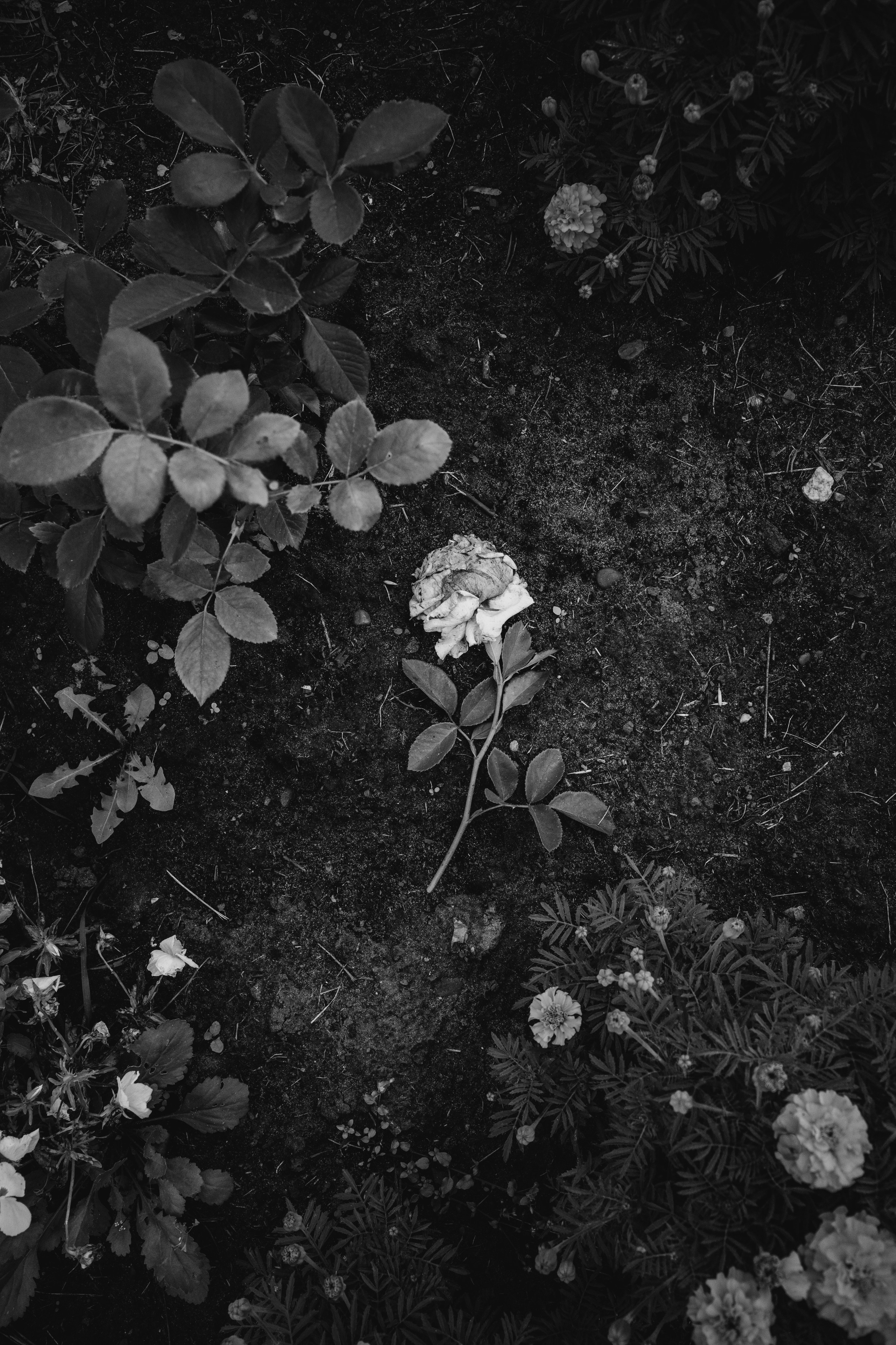 д.Солокого, 17.08.2024