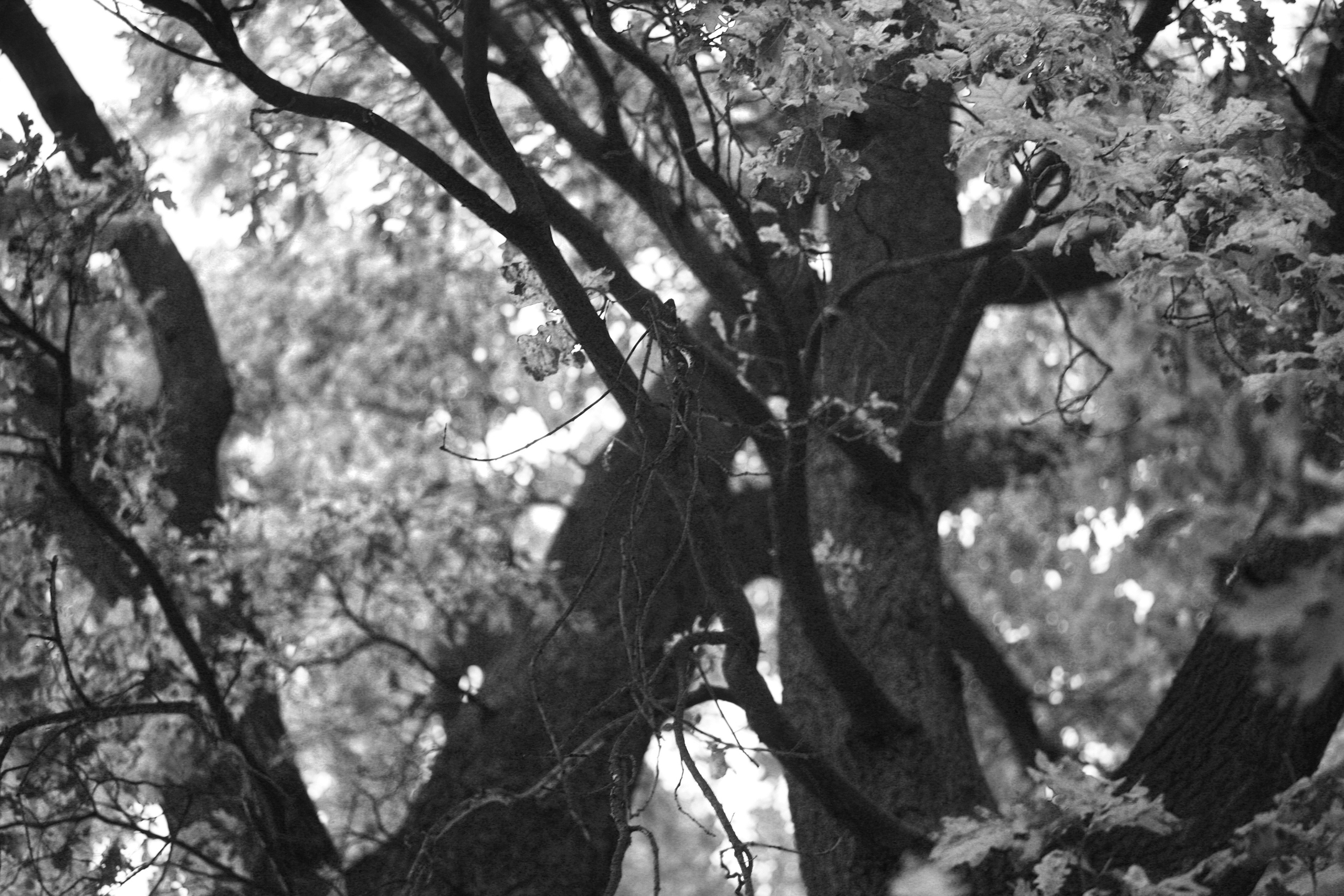 Наталья Алаторцева