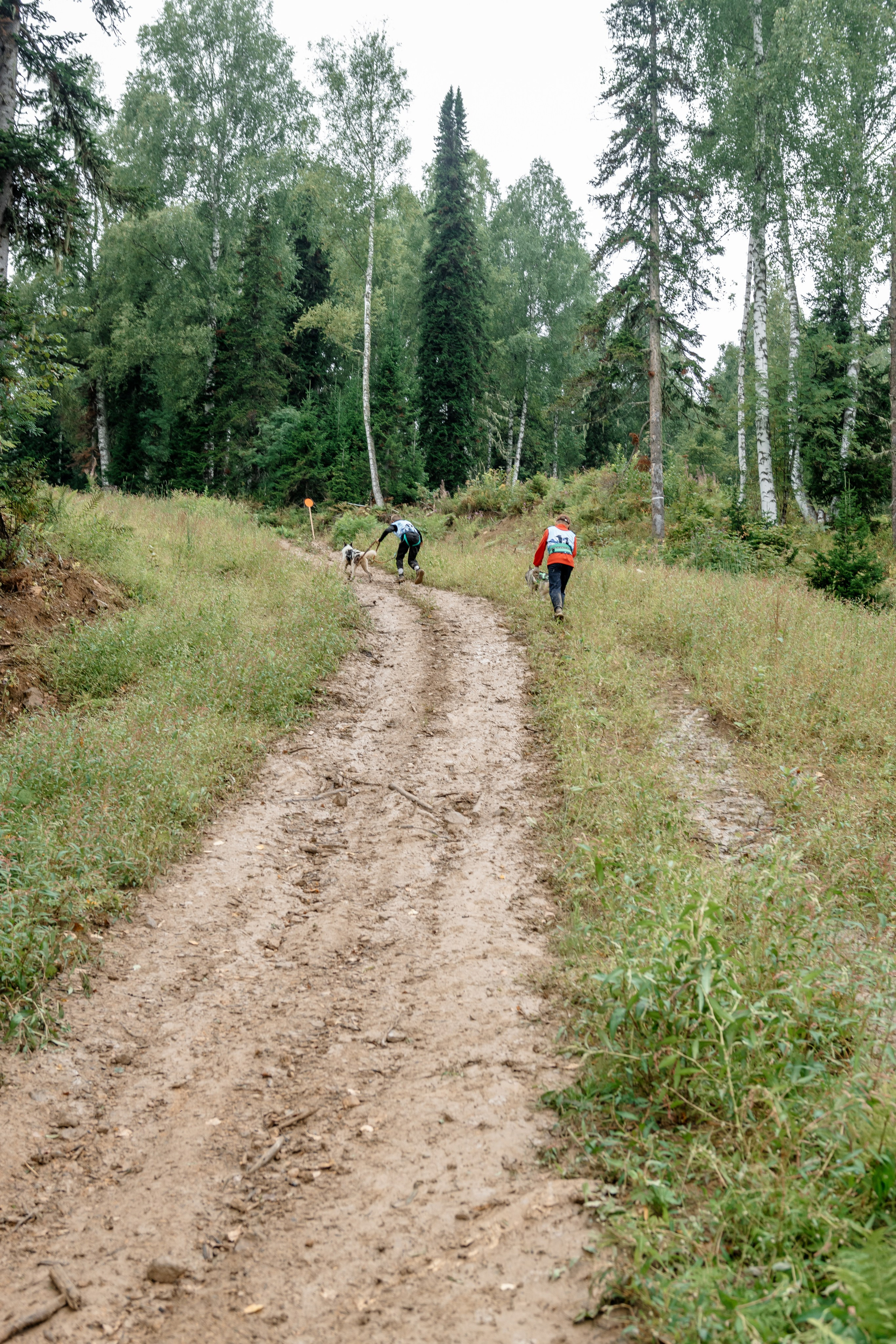 Дог-треккинг