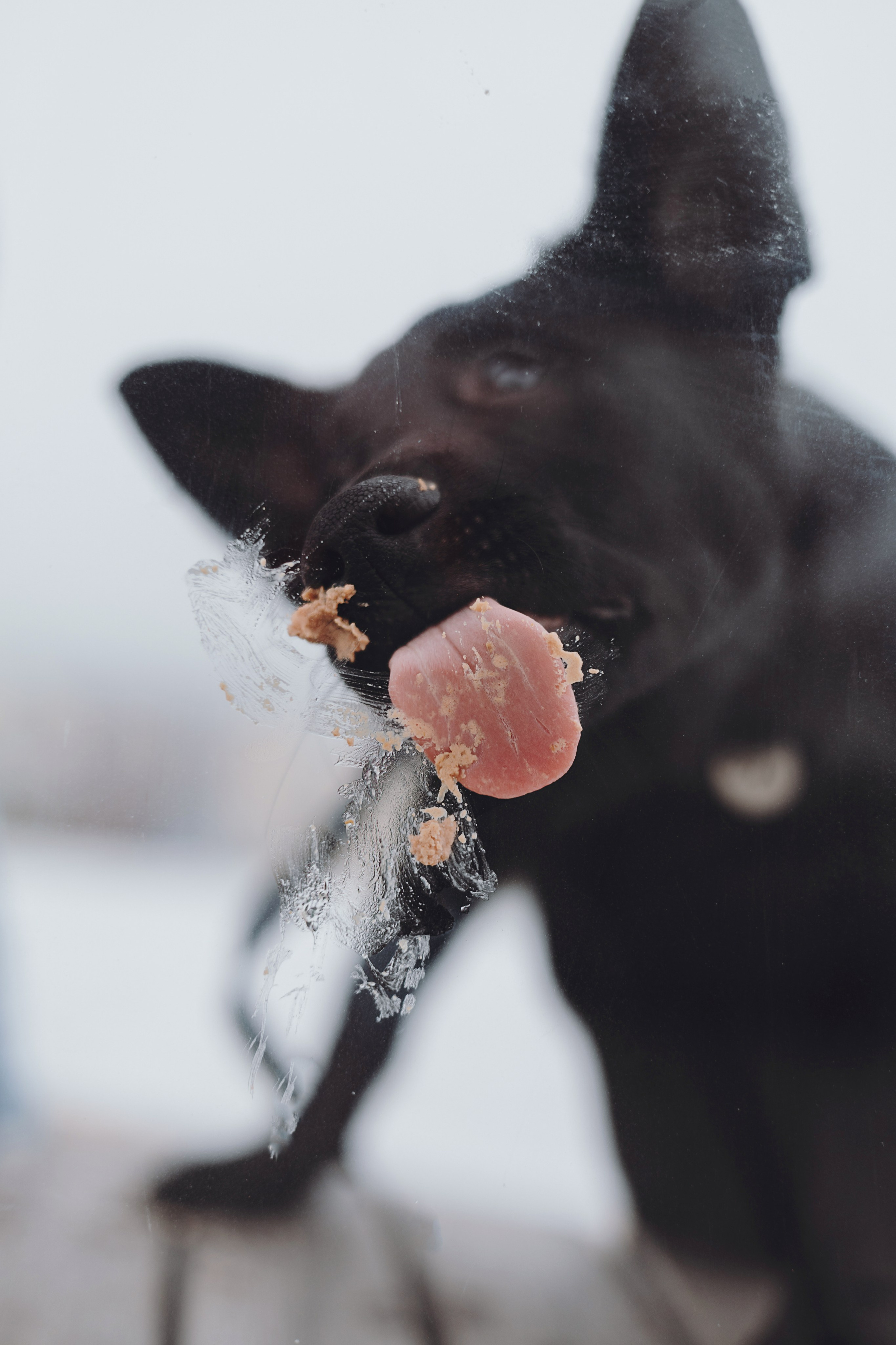 Ксения и Юта. Фотограф — анималист Владивосток, Алина