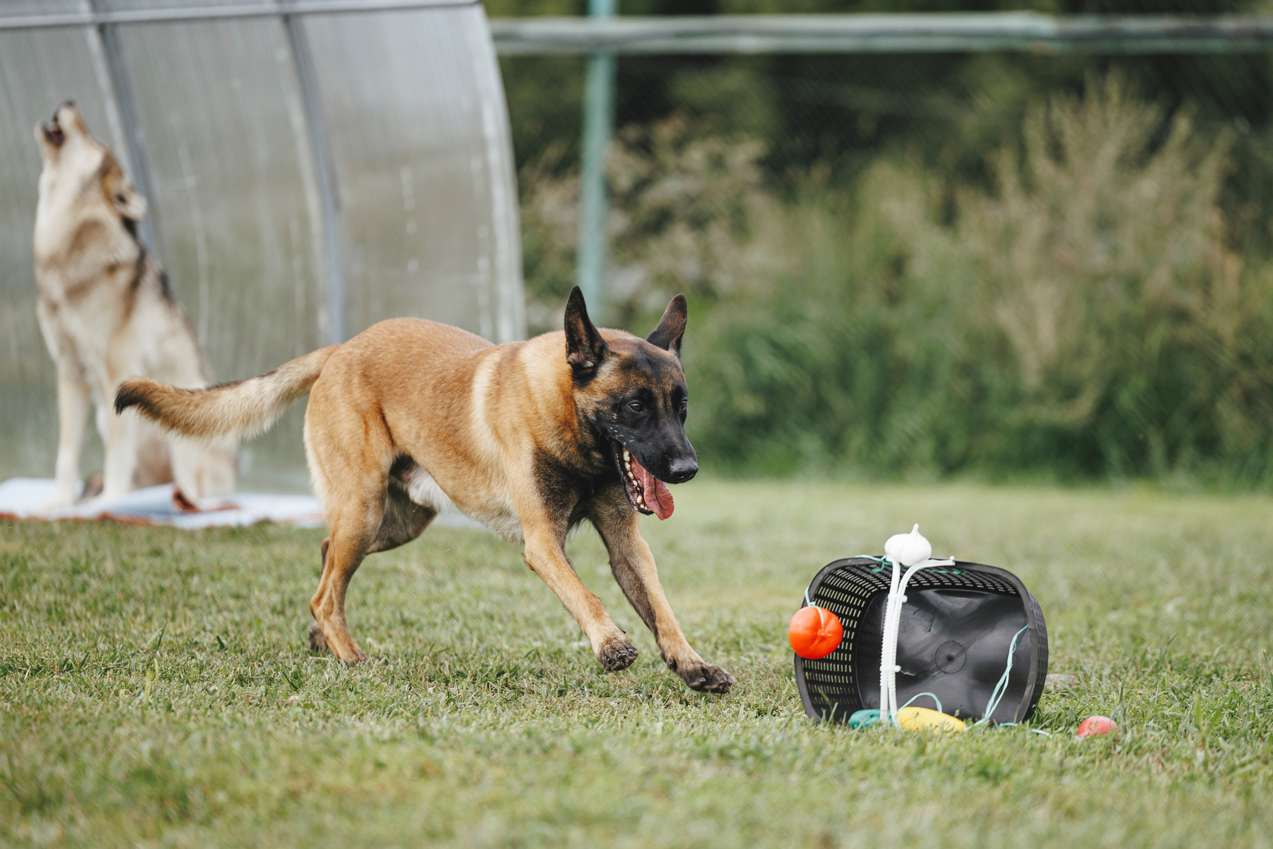 08.08.25-10.08.25 ЧР по мондьорингу г. Вологда. Фотограф-анималист Анна Маринич