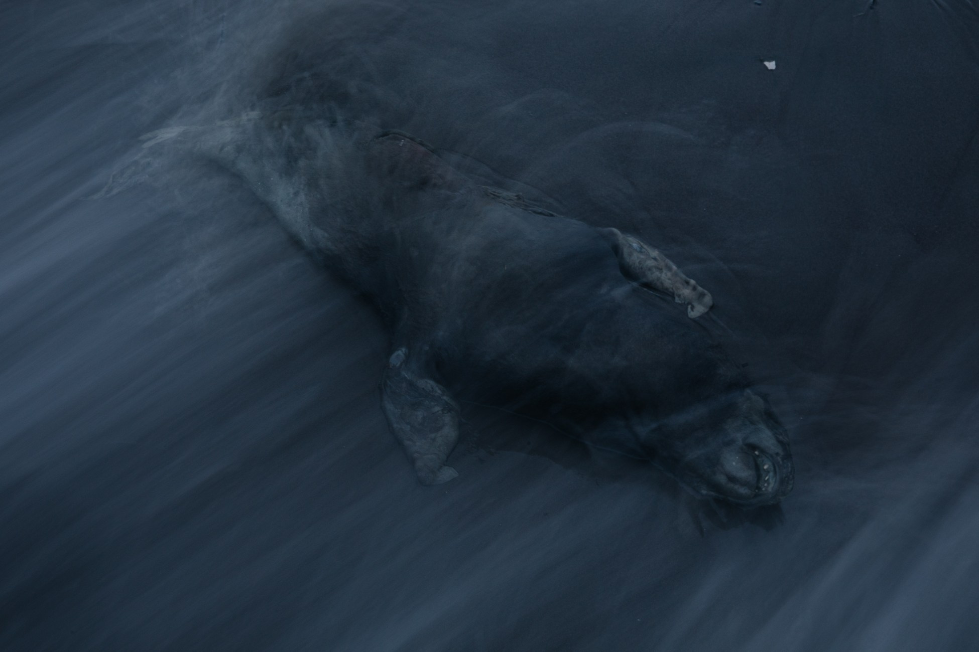 A seal washed ashore of Poronaysk from the Sea of Okhotsk.