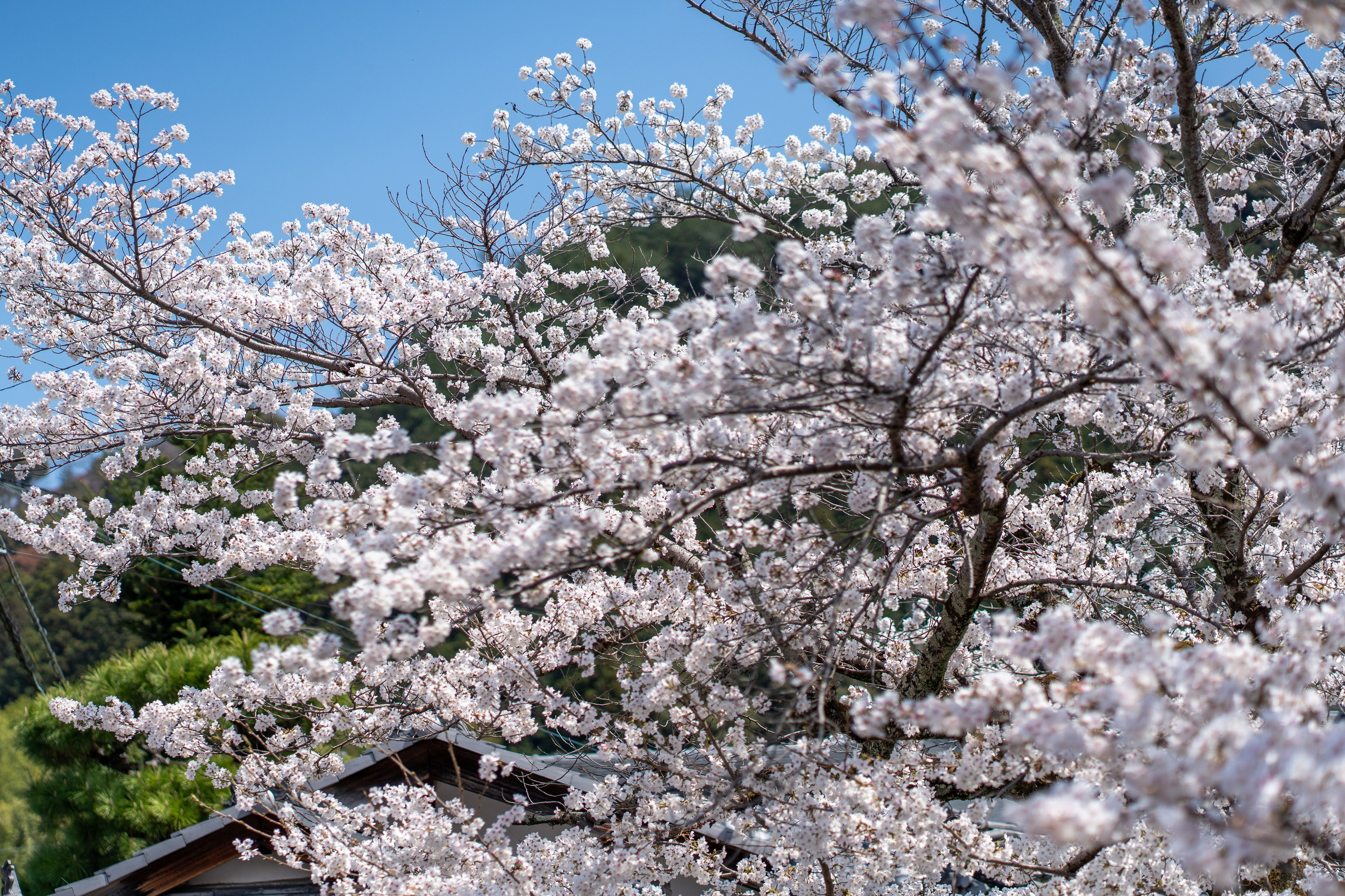 Япония, сакура. Творческие сьемки