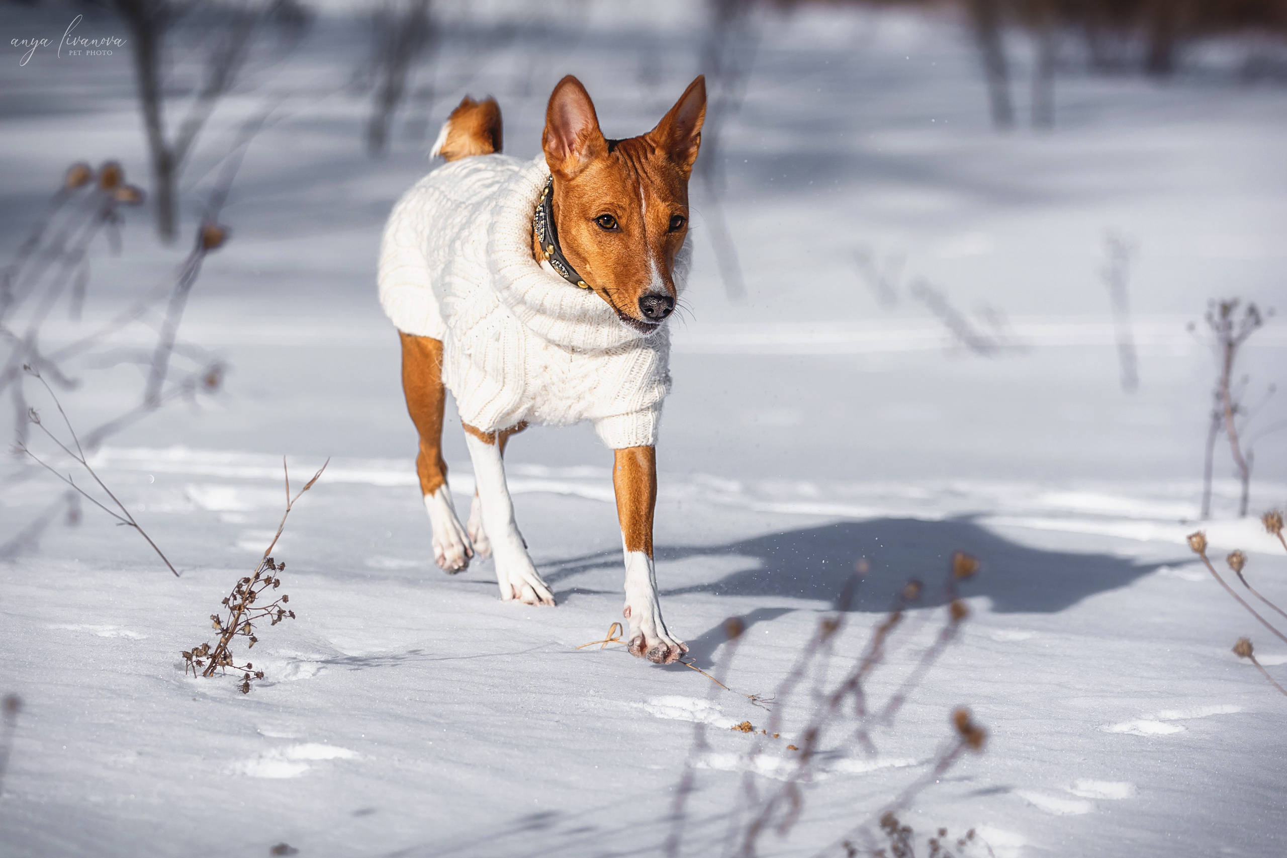 Одри и Ника. Фотограф анималист Аня Ливанова | Рыбинск