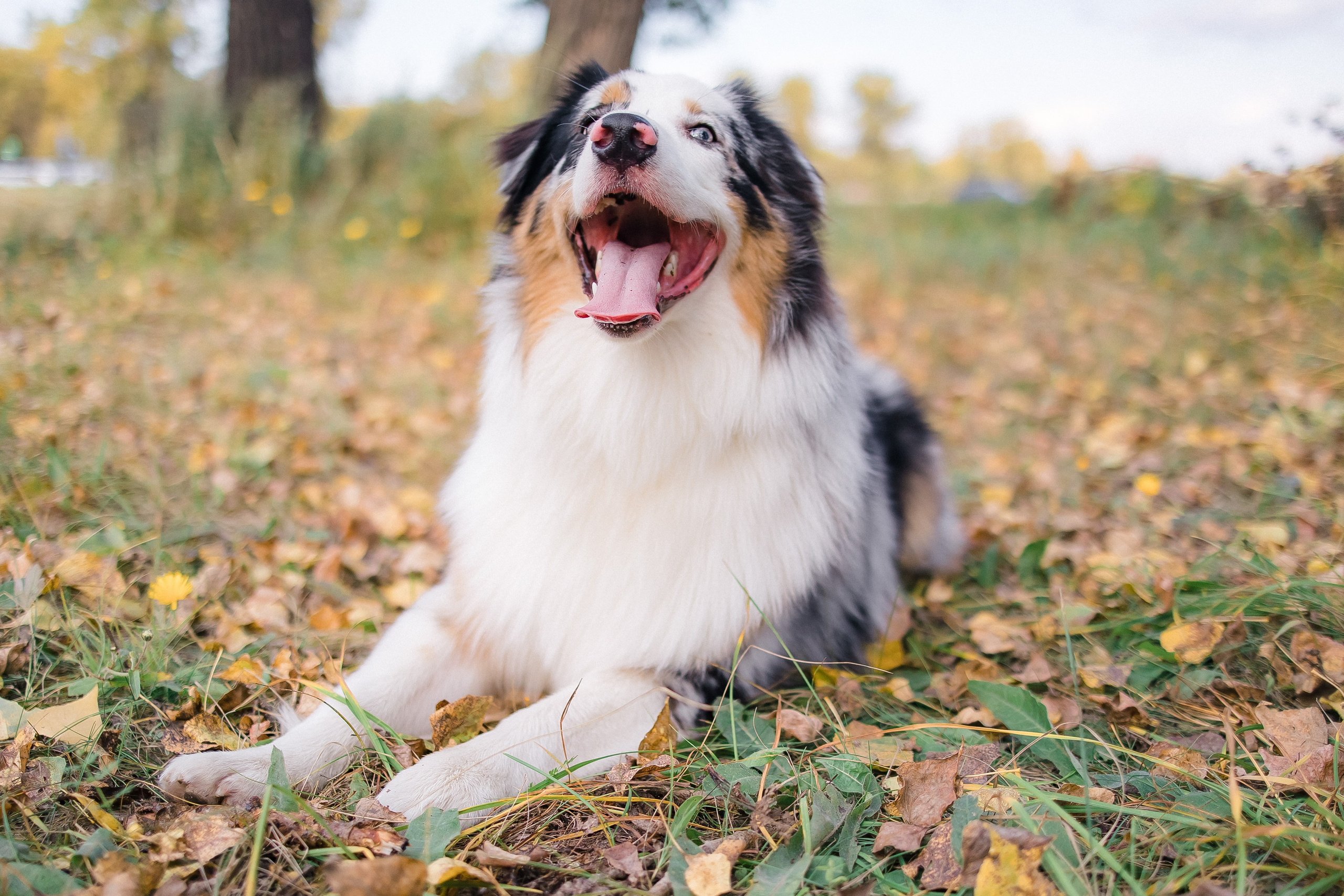 Аусси Дэймон. Свадебный и женский фотограф