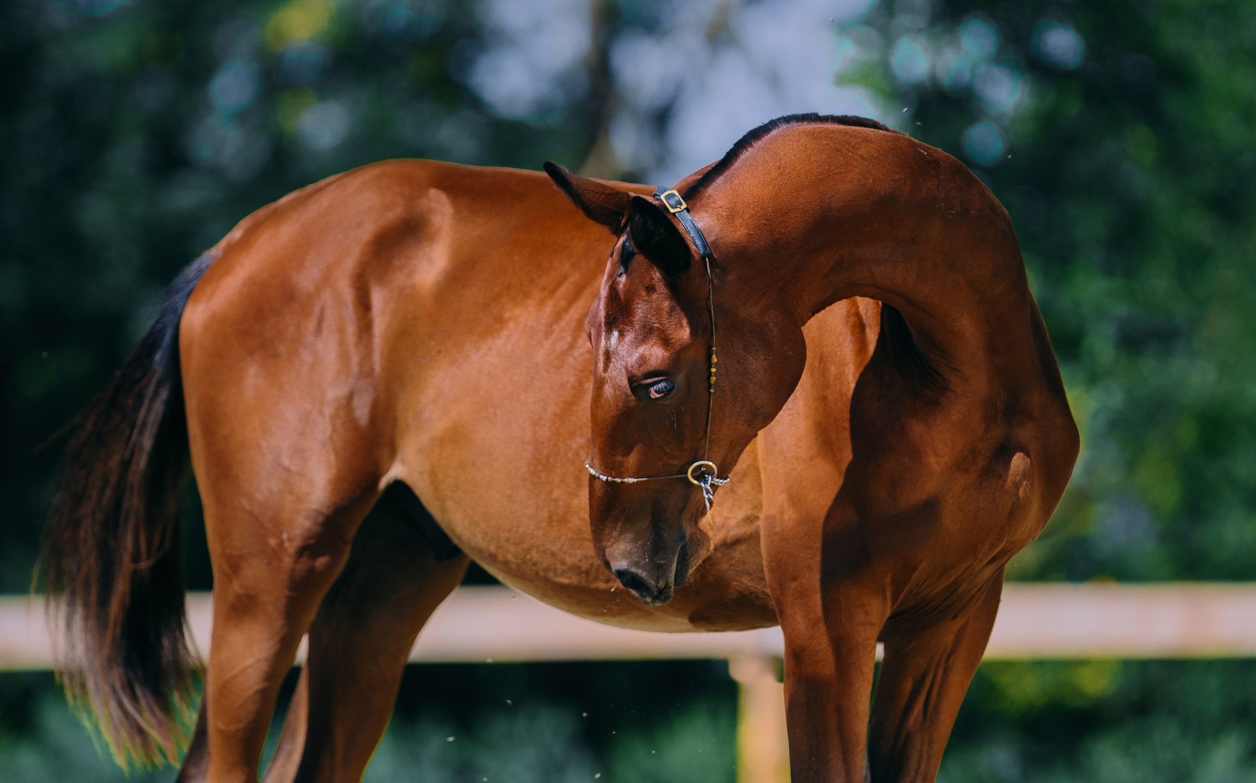 На природе. Фотограф-анималист Ксендзова Кристина