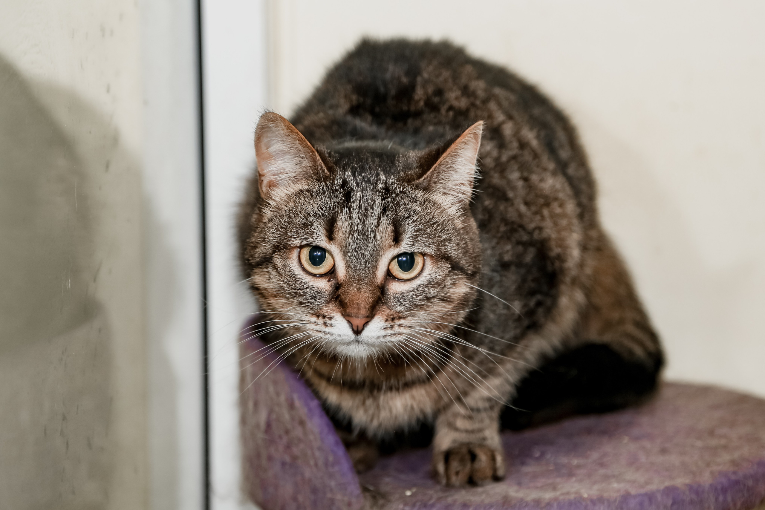 Приют Кошкин Дом Филимоша. Ваш фотограф в Оренбурге Рощупкина Екатерина