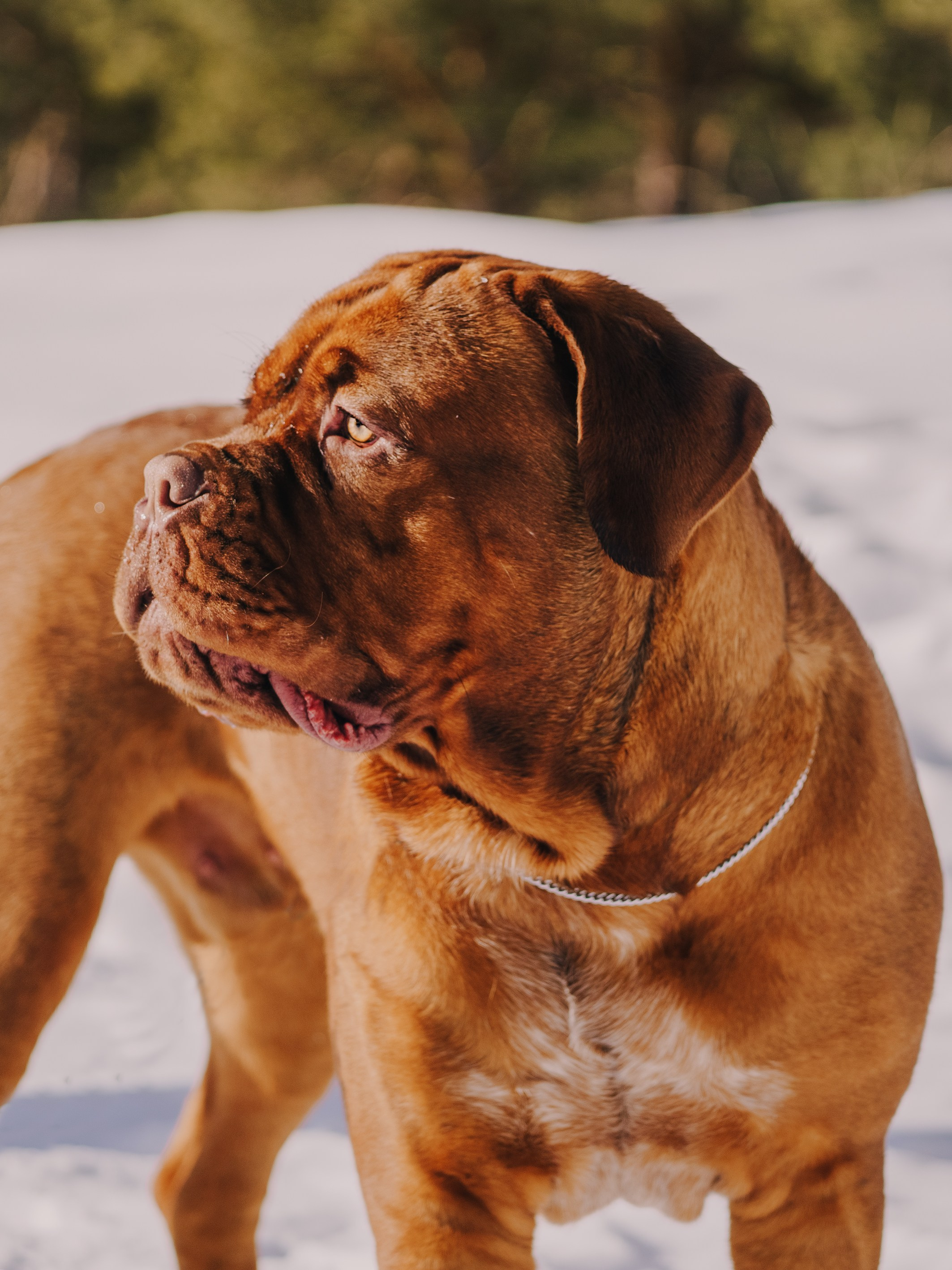 Life with dog. Saamill