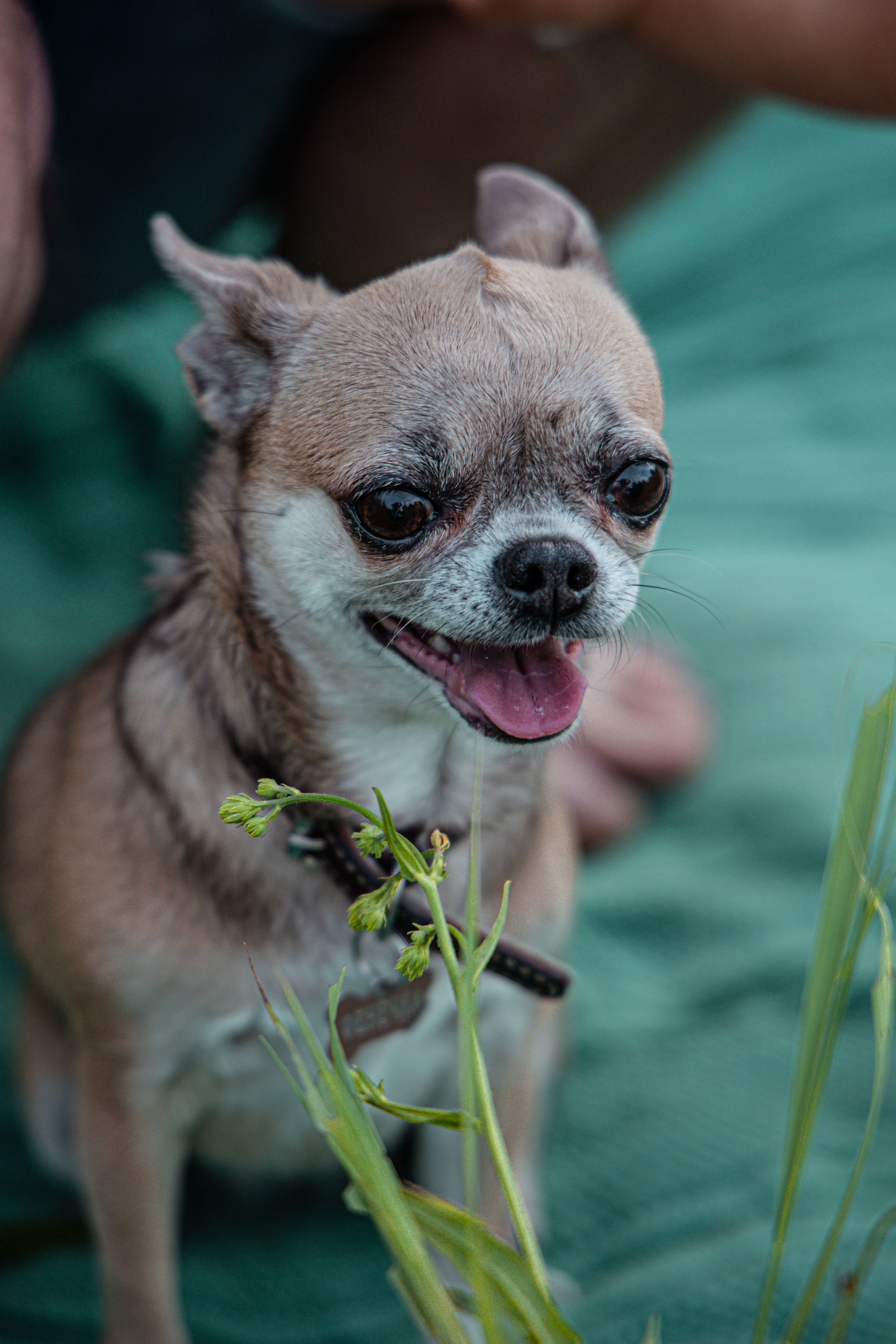Фотограф Татьяна Марсуверских г. Жуковский, Москва и Мо. Репортажные съёмки, фотосессии,  фотограф анималист, фотосъёмка животных. Фотограф для маркетплейсов, фотоуслуги в Жуковском Татьяна Марсуверских