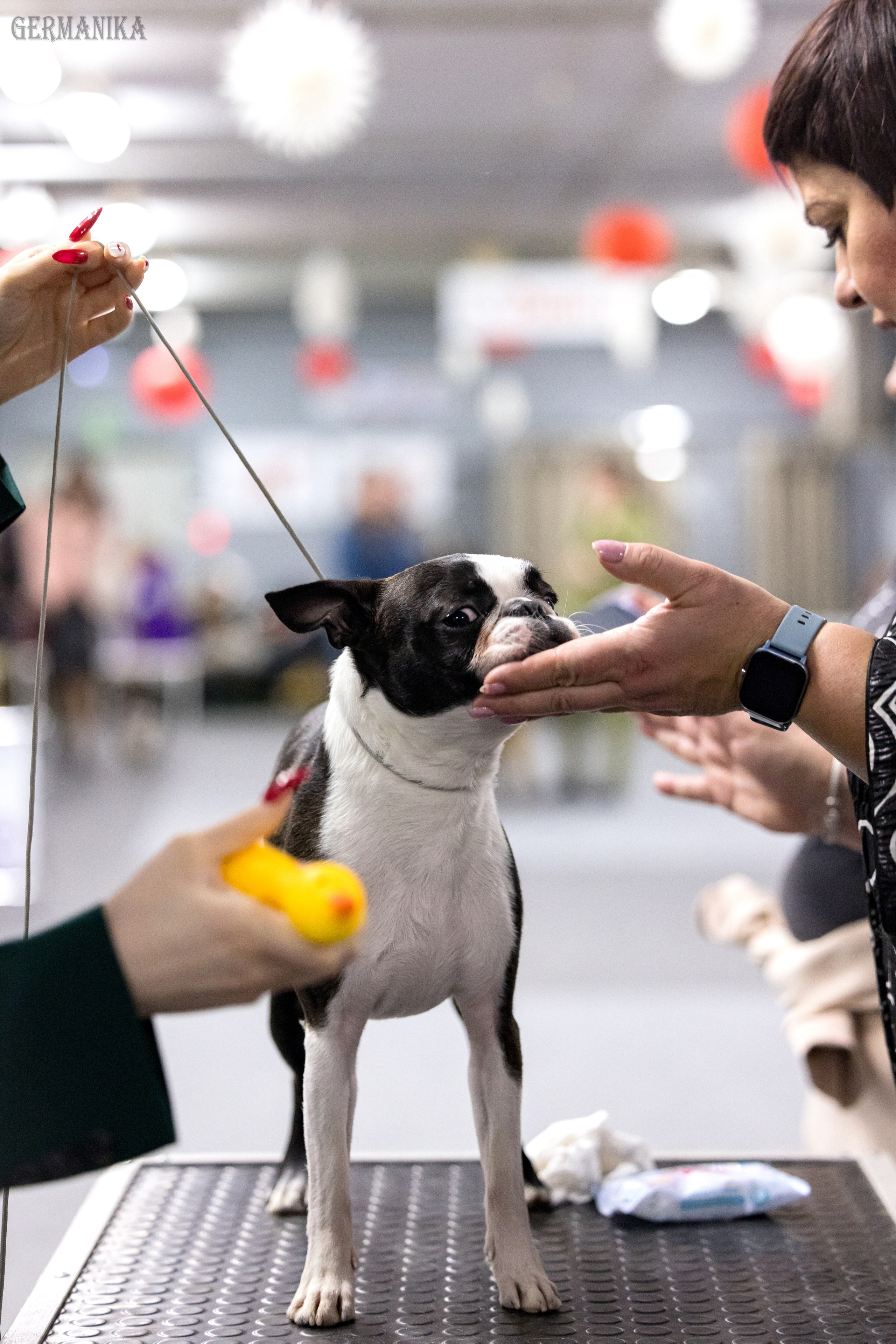 Сфера 28.01. и 4.02.2024. Фотограф-анималист Юлия Германика