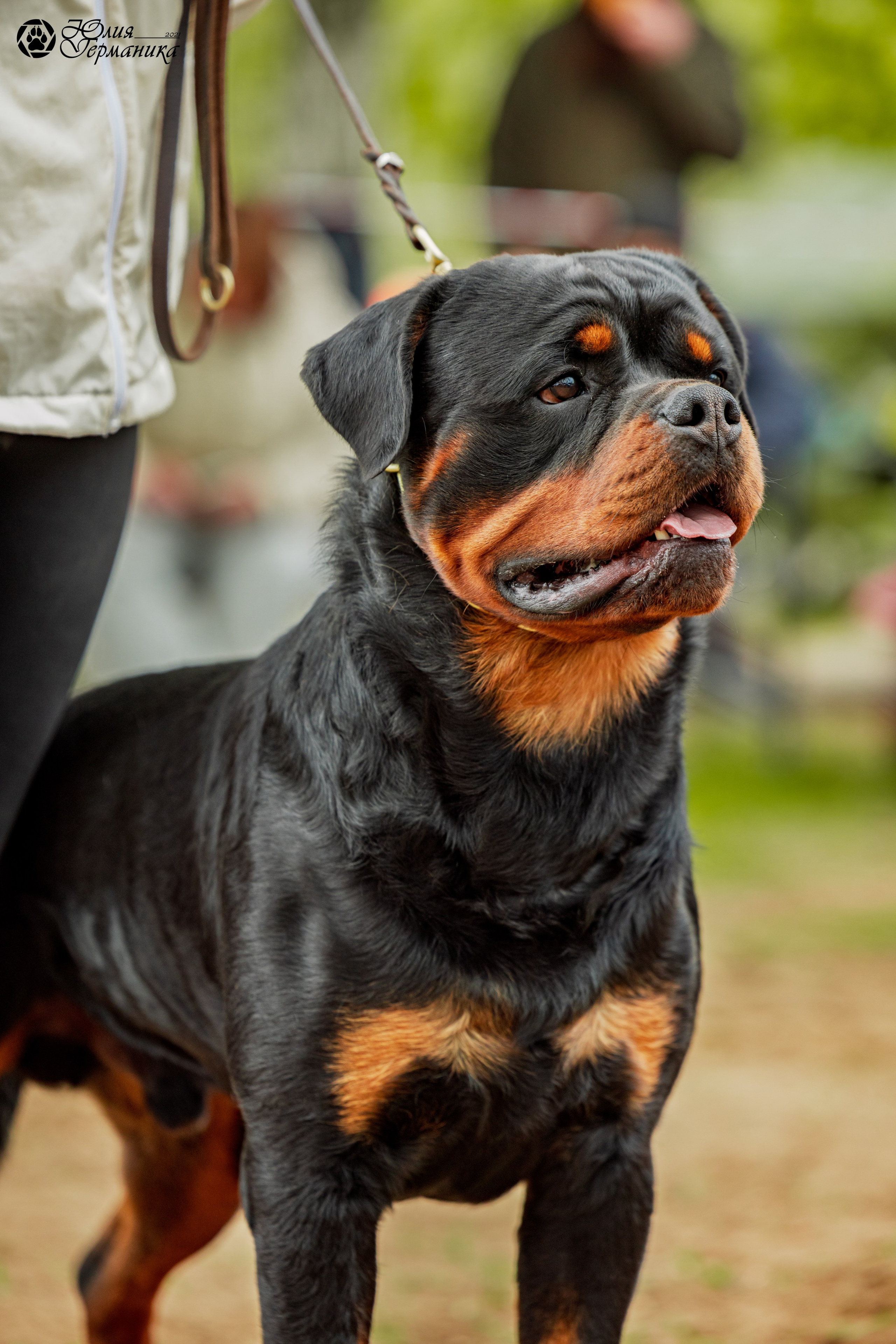 Саратов моно ротвейлеров 26-27.04.2025. Фотограф-анималист Юлия Германика