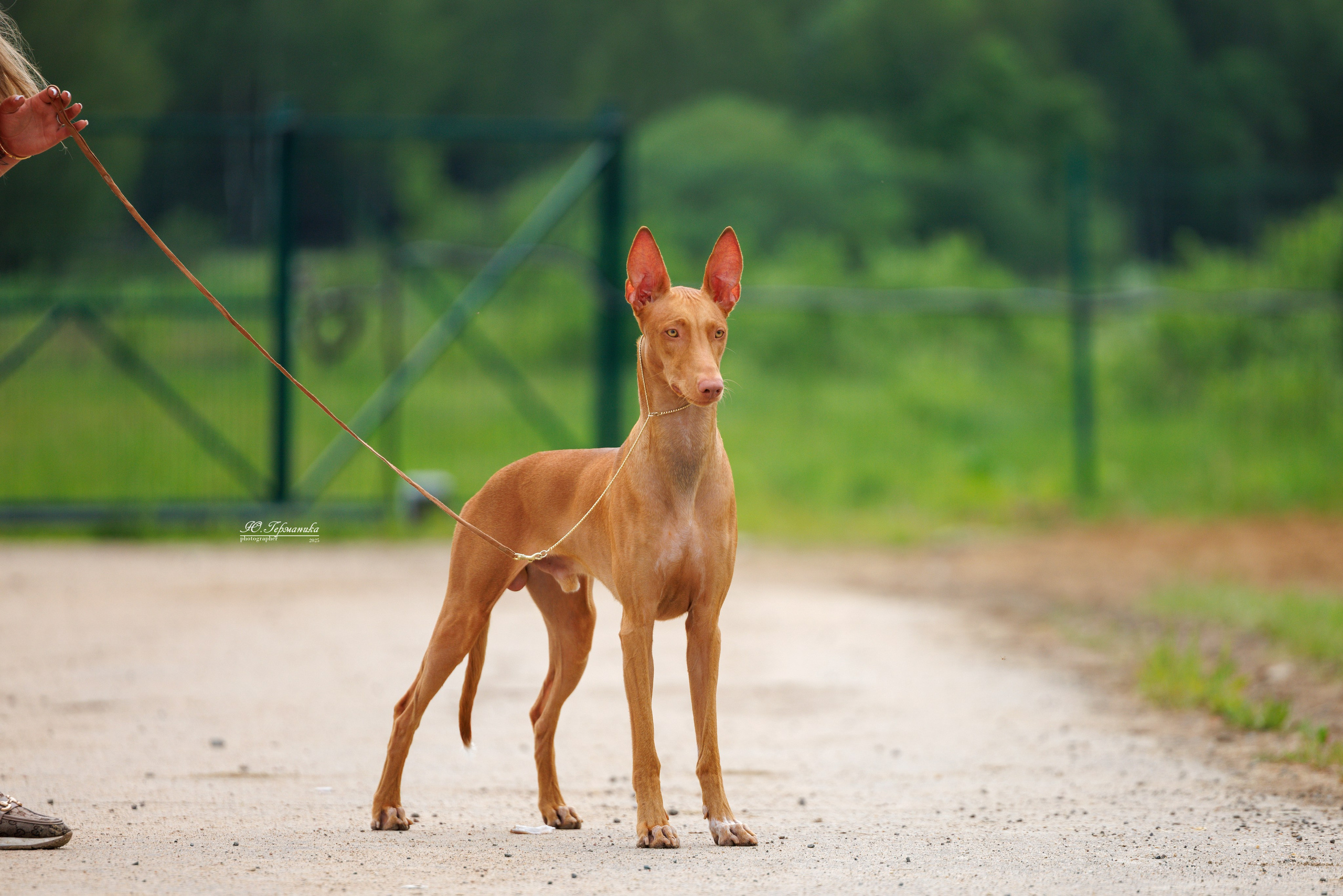 РОССИЯ 7-8.06.2025. Фотограф-анималист Юлия Германика