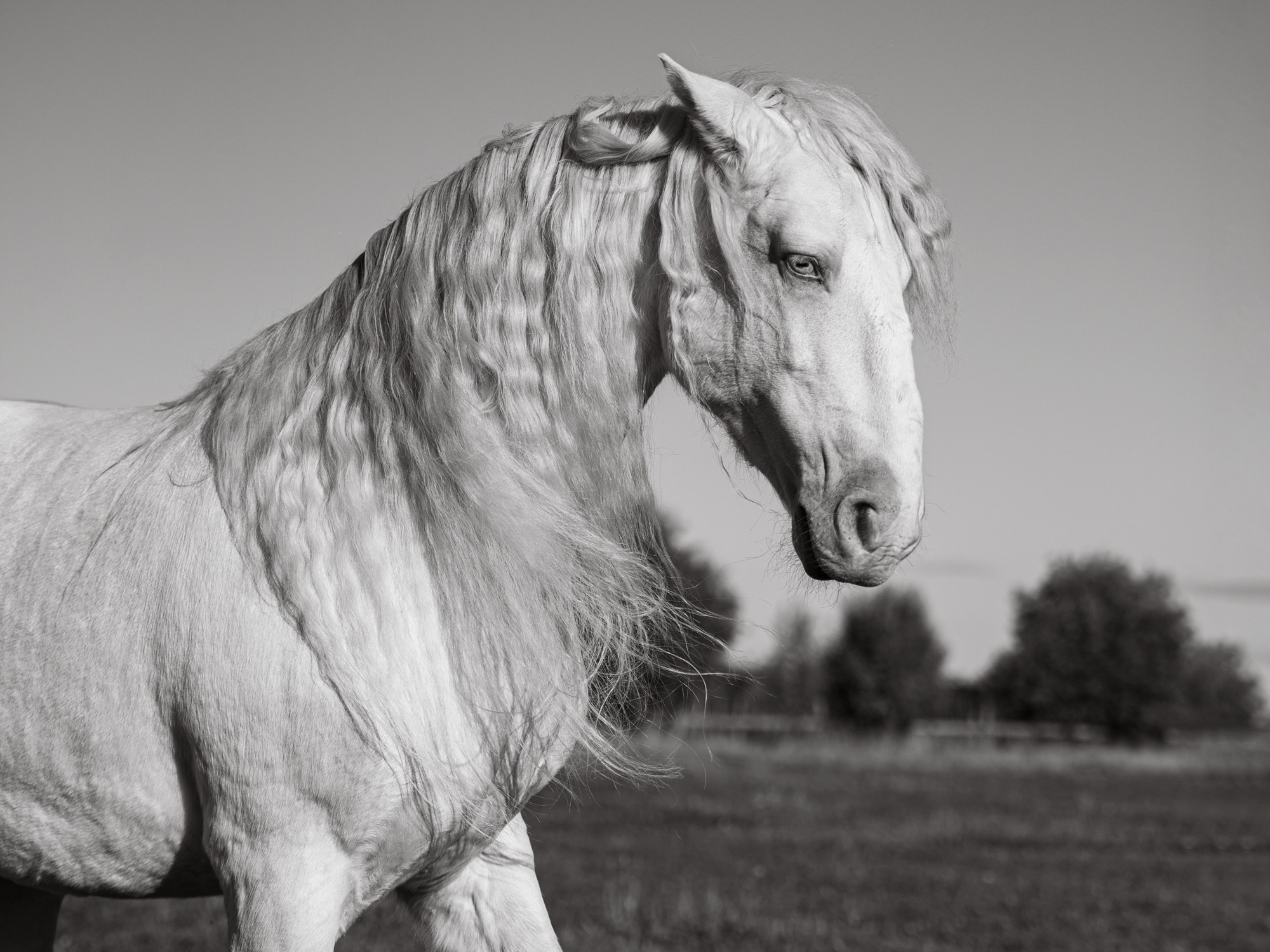 Портрет лошади, лошадь, конь, фото лошади, фотография лошади, конный фотограф, съемка лошадей, фотограф лошадей, конная фотография, конный фотограф, конный фотограф в спб, профессиональный фотограф спб, фотограф спб, ахалтекинец, рысак, спортивная лошадь, конный клуб, фотосессия с лошадьми, тракененская лошадь, тяжеловоз, лошадь, хвост коня, конский волос, хвост лошади, красивое фото лошадей, лузитано, Манолито, лузитанская лошадь, альбино