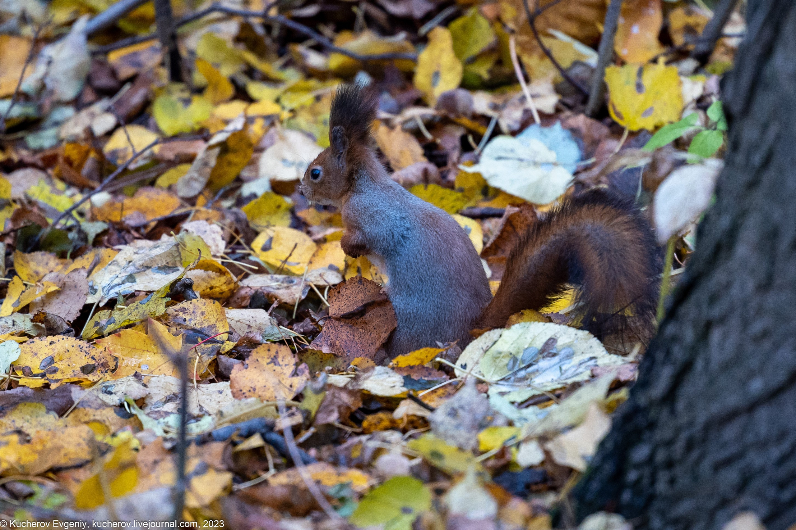 Белки. Царицыно. Кучеров Евгений. Фотограф