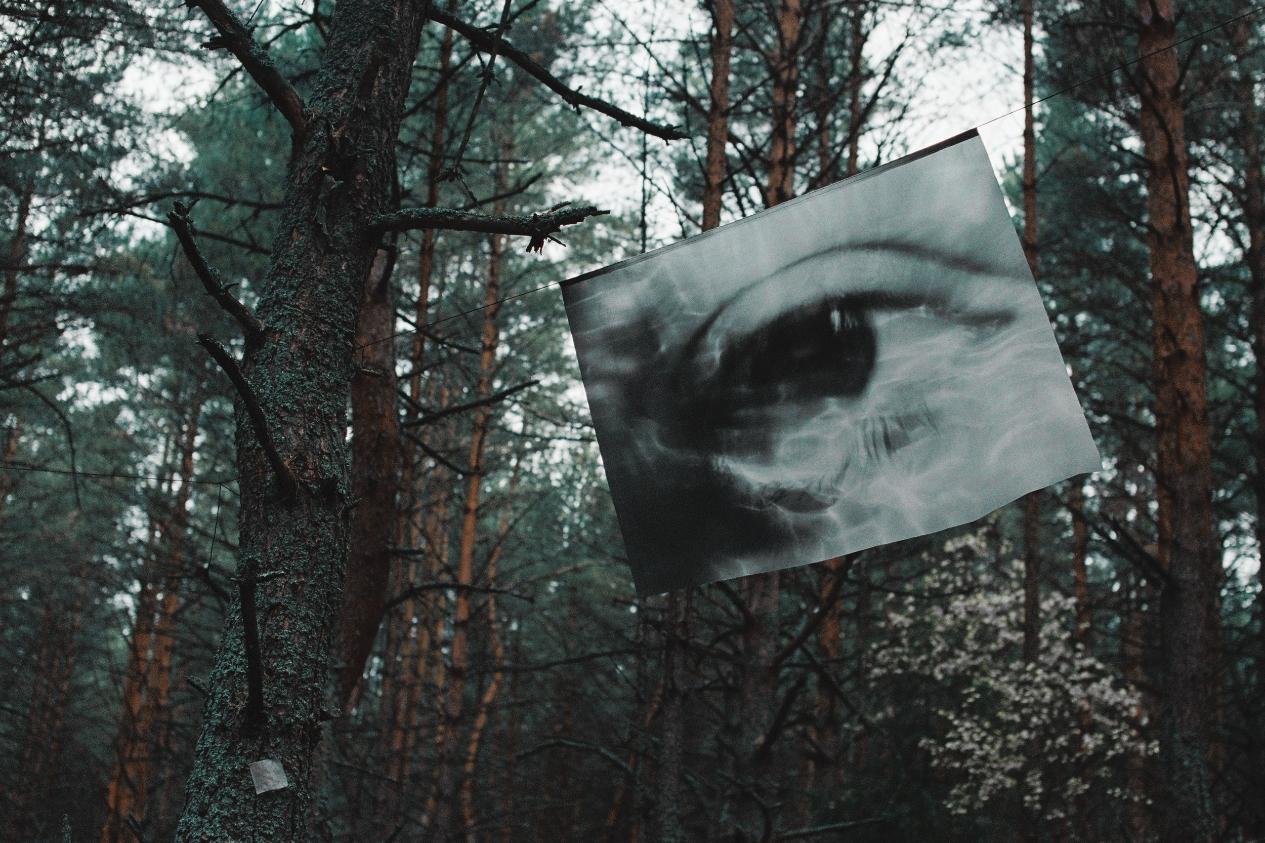 Я приношу к себе лес я себя приношу в лес. Алиса Косарева