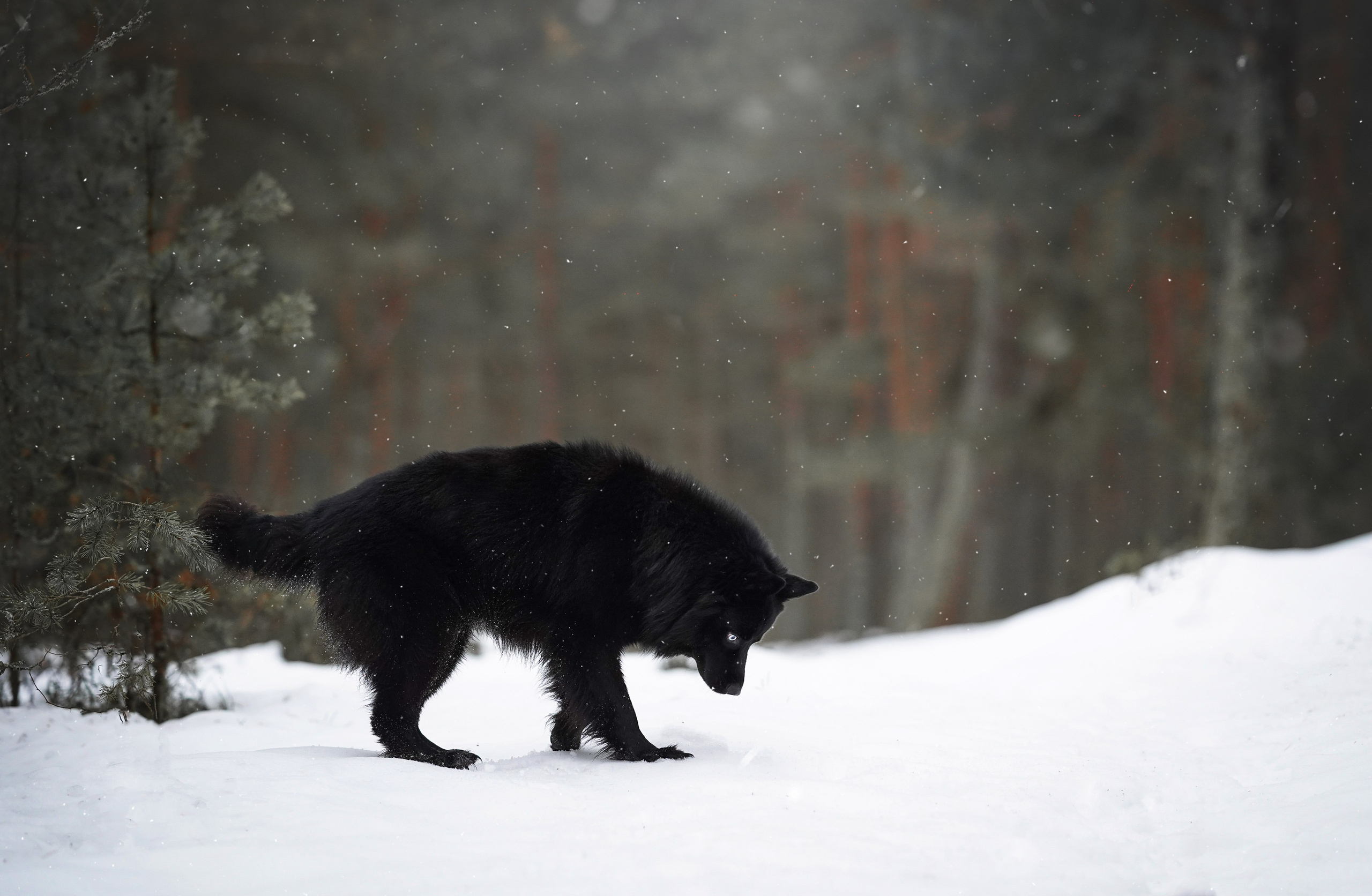 Лора Джанго и Хэппи. Фотограф-анималист в Санкт-Петербурге Яна Мартынова