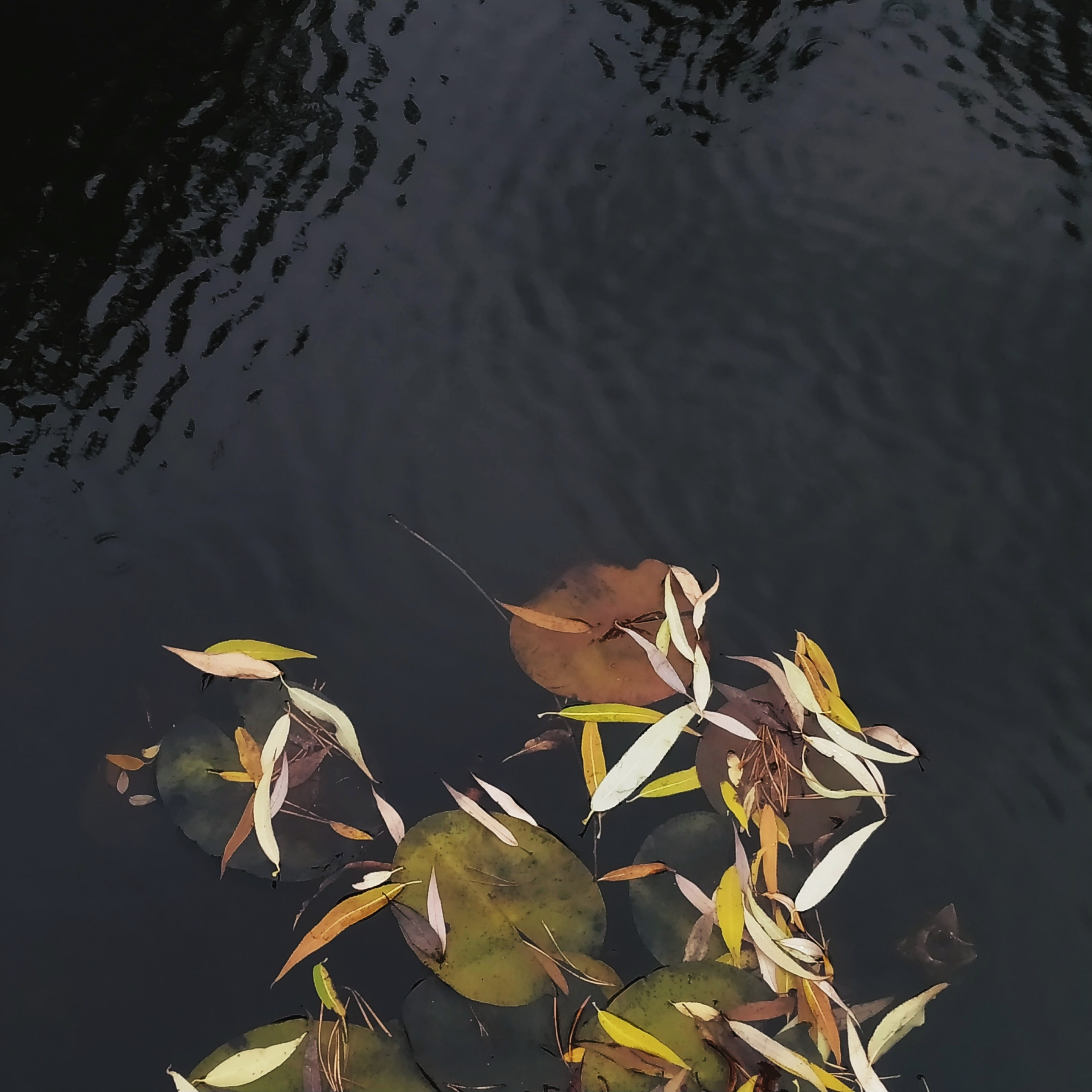 Лилия осень I. Предметная фотография. Москва