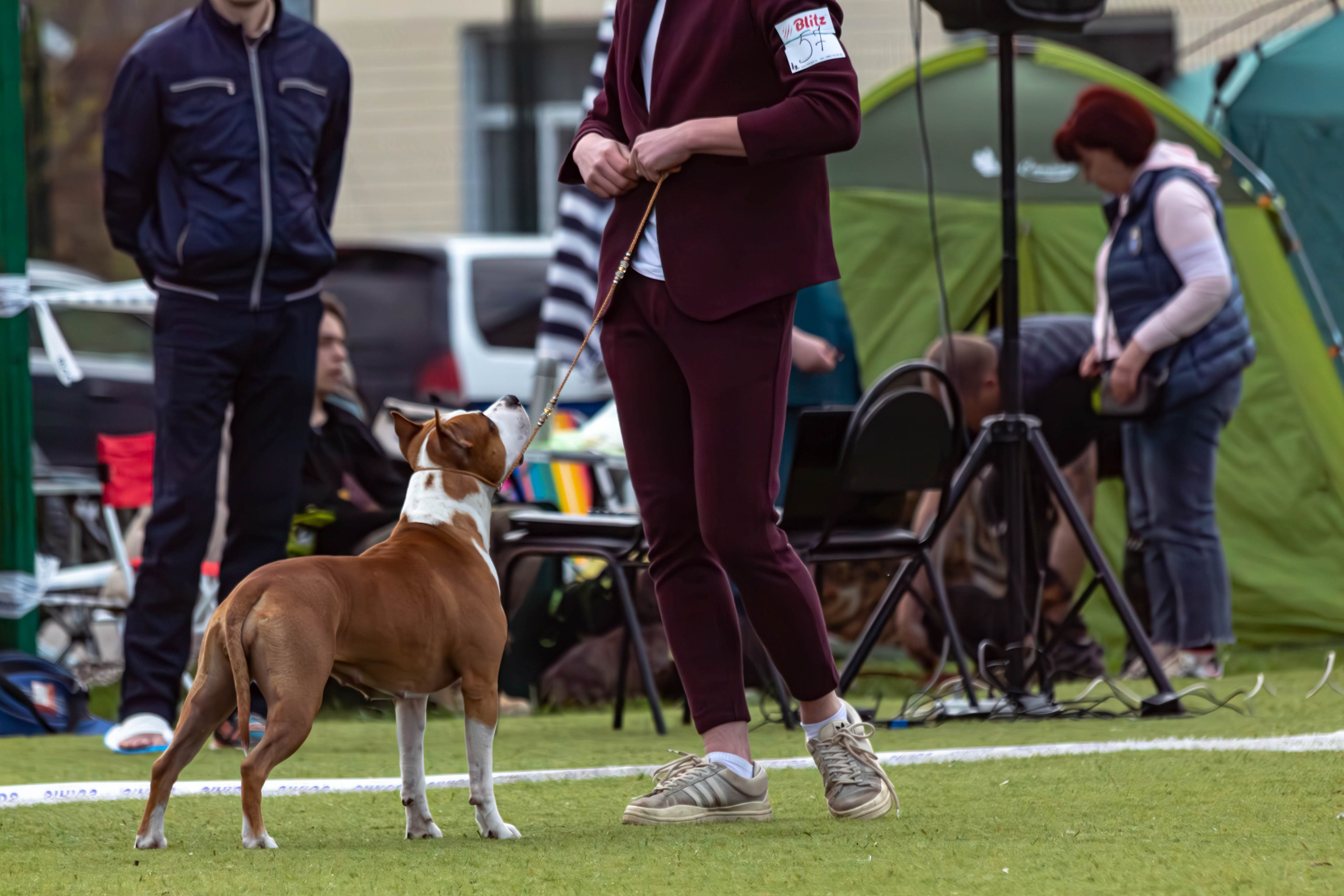 Выставка собак фотограф Тула 