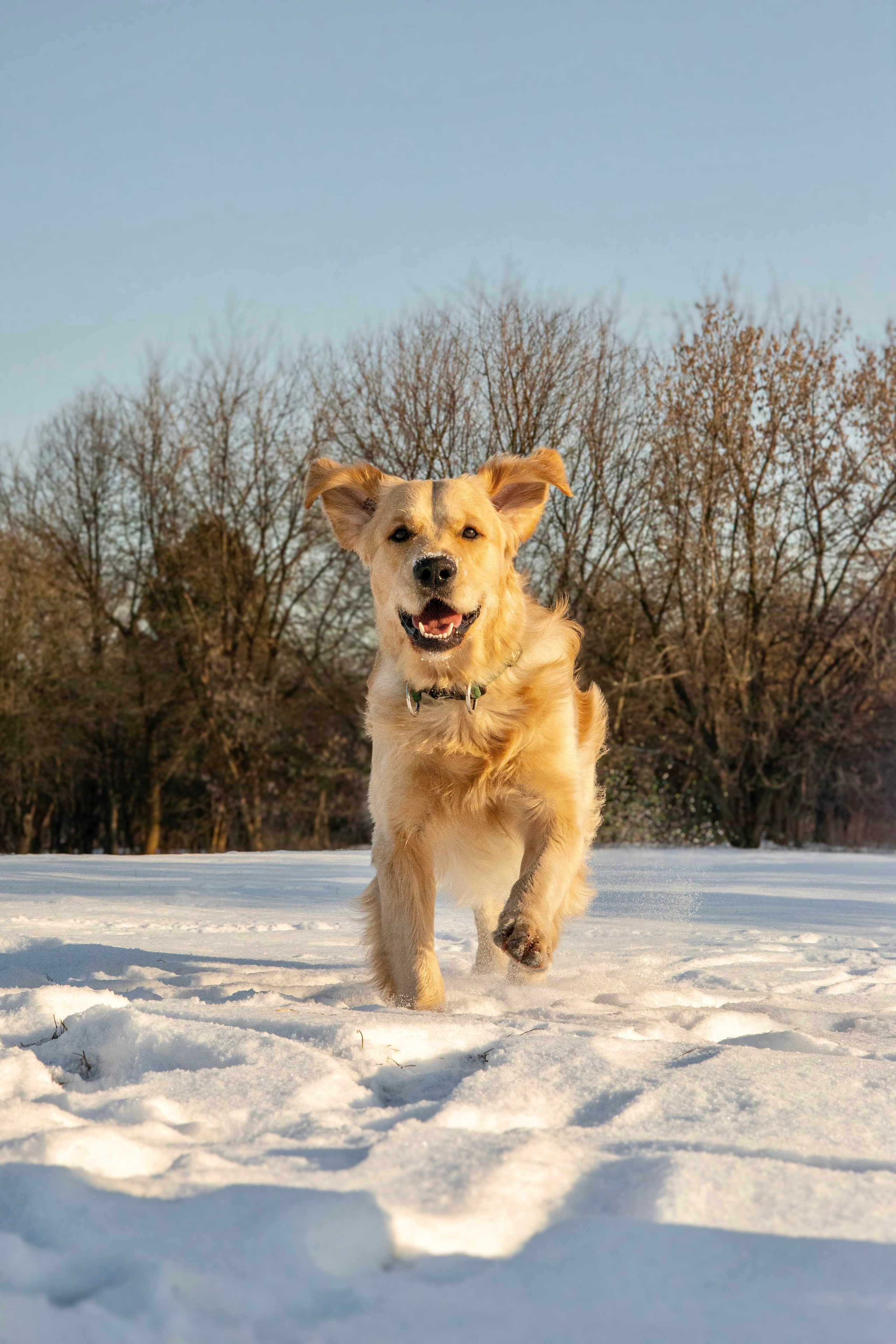 Ларри и его семья. Фотограф-анималист Ксения Шевцова|Москва