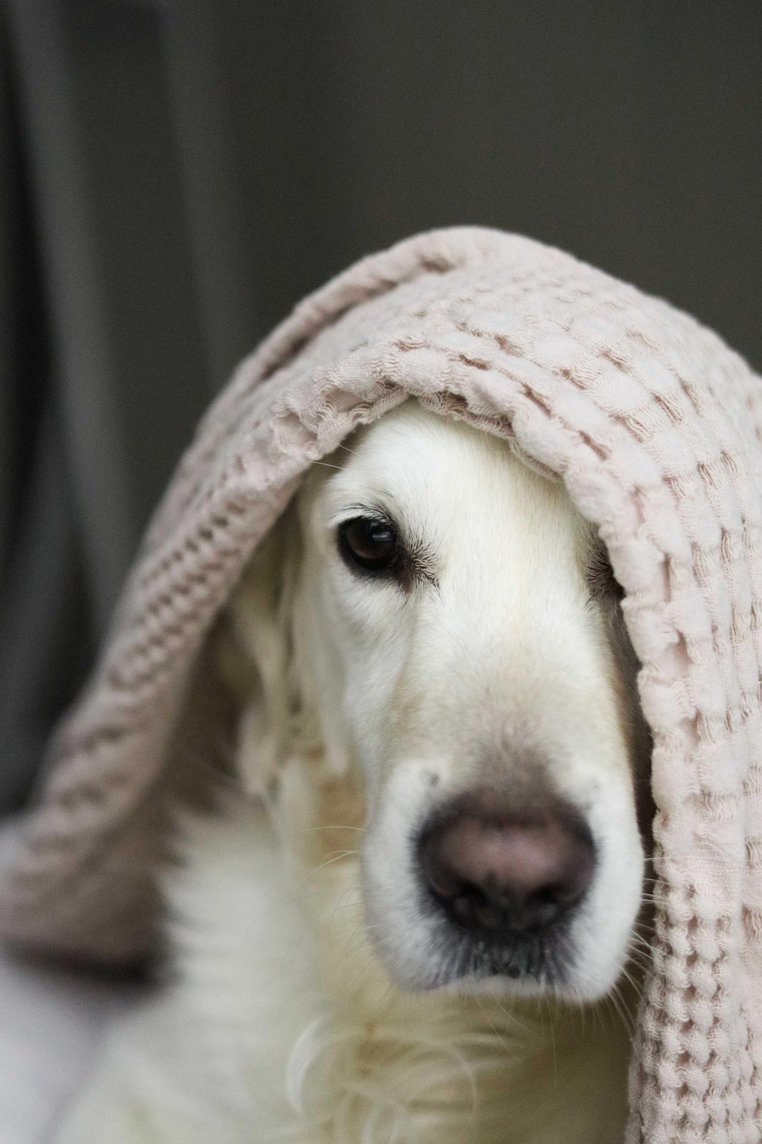 Зиз и Юля. Новогодняя. Фотограф-анималист Ксения Шевцова|Москва