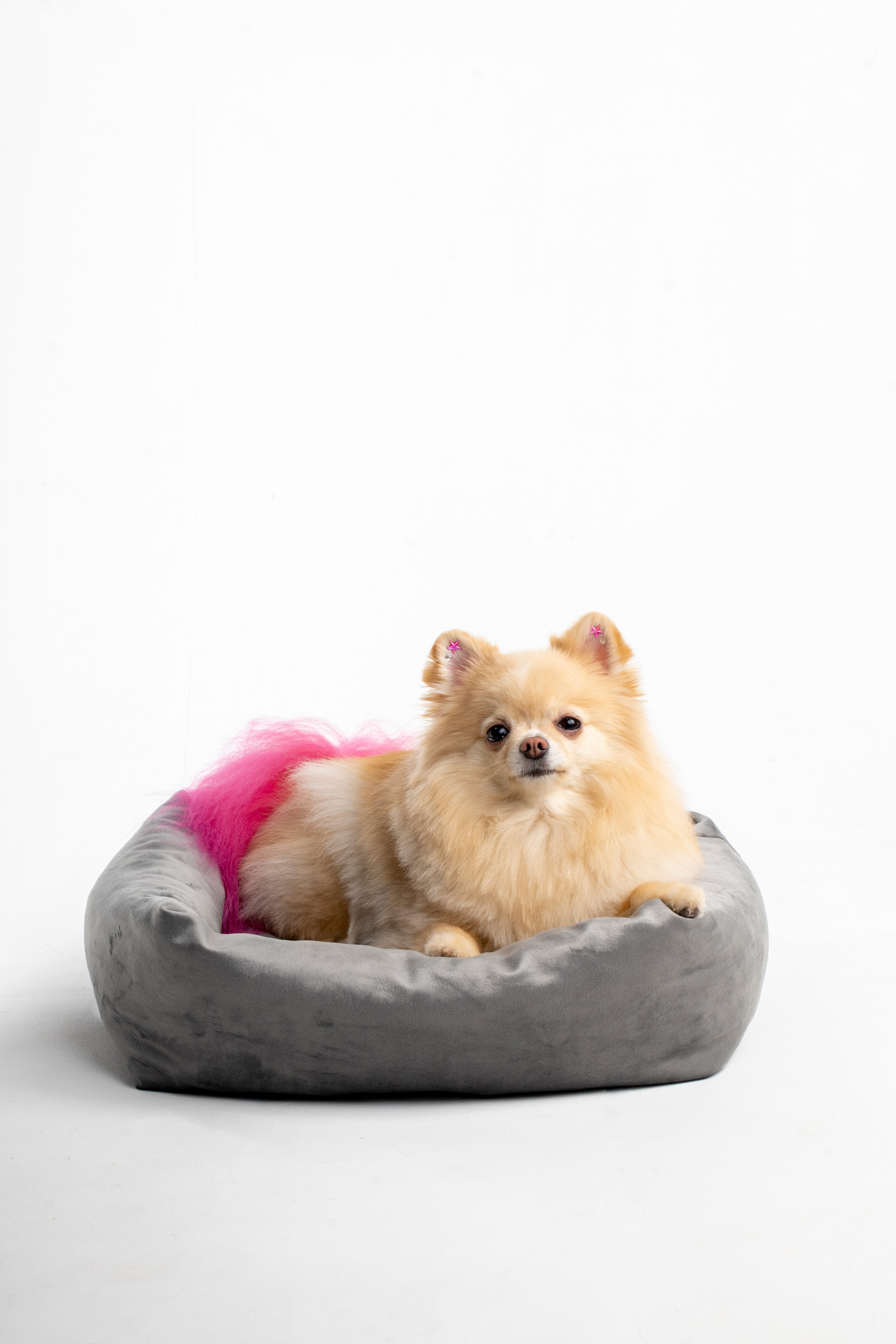 Лежанки для животных. Предметный & фудфотограф Рязань