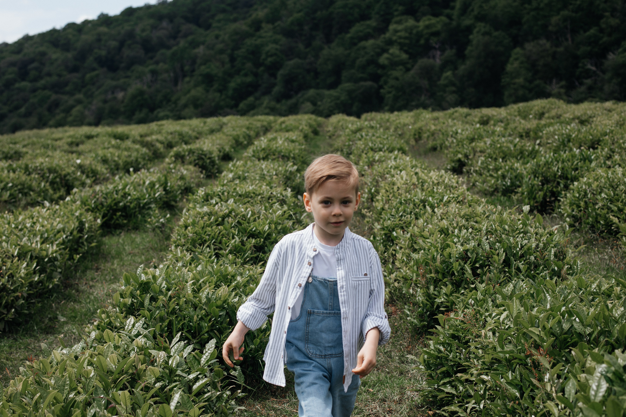 Tea plantation. Efimova Model Agency