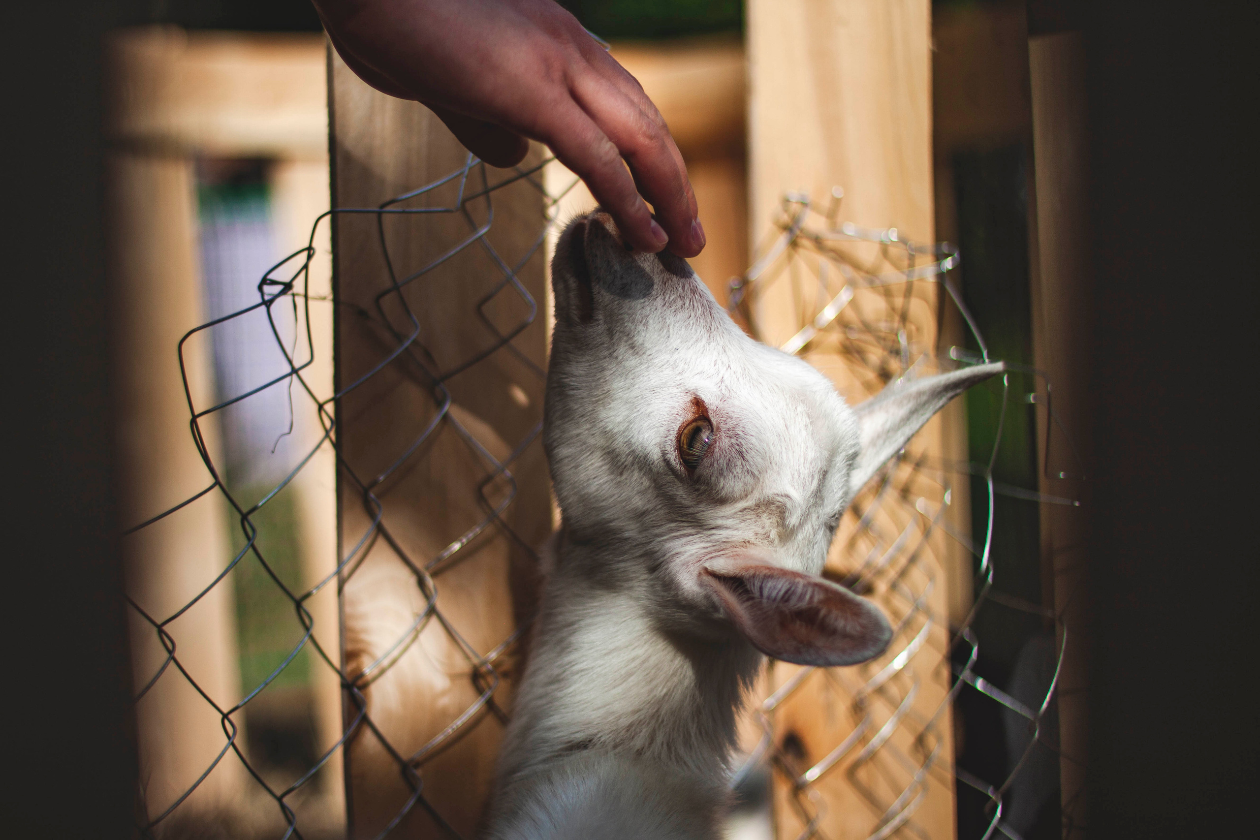 Свое хозяйство В.Новгород 2019. Портретный фотограф в Бологое Михаил Кудрявцев