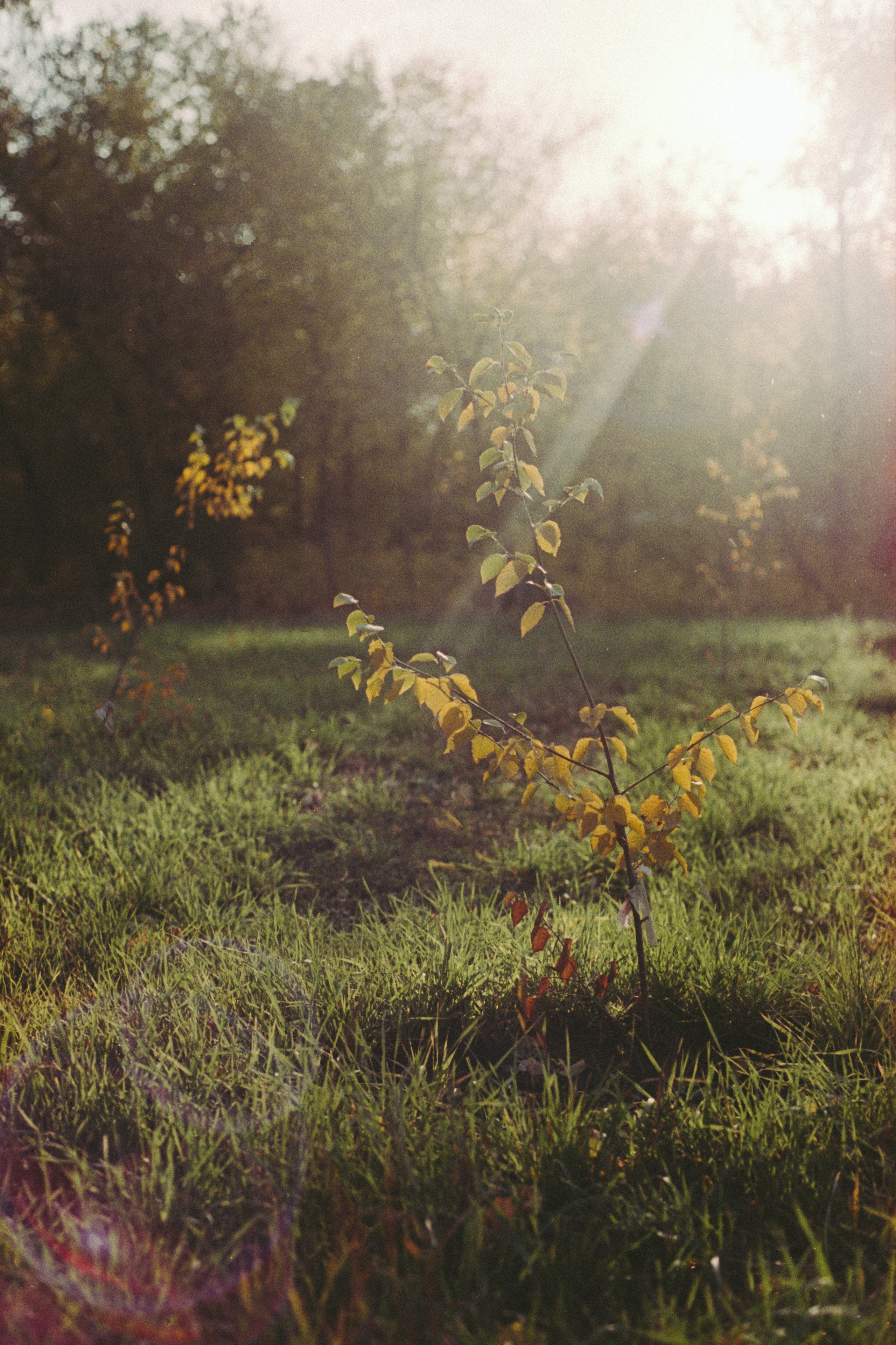 Пленочная история. Дмитрий Пропадалин, Нейрофотография