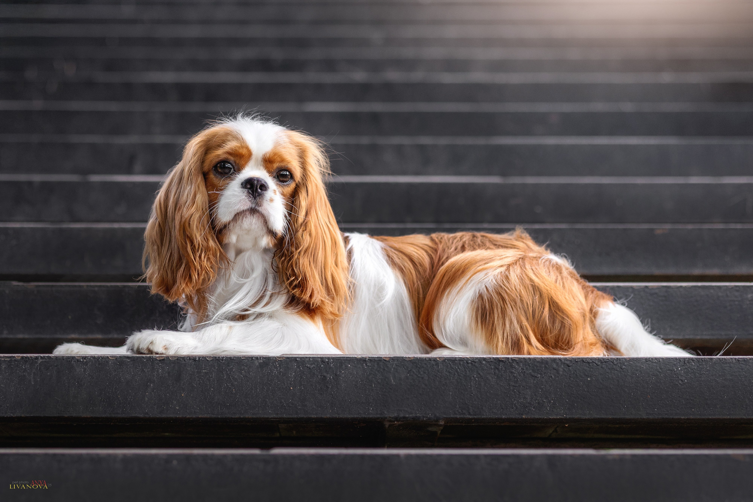 Маруся и Энди. Фотограф анималист Аня Ливанова | Рыбинск