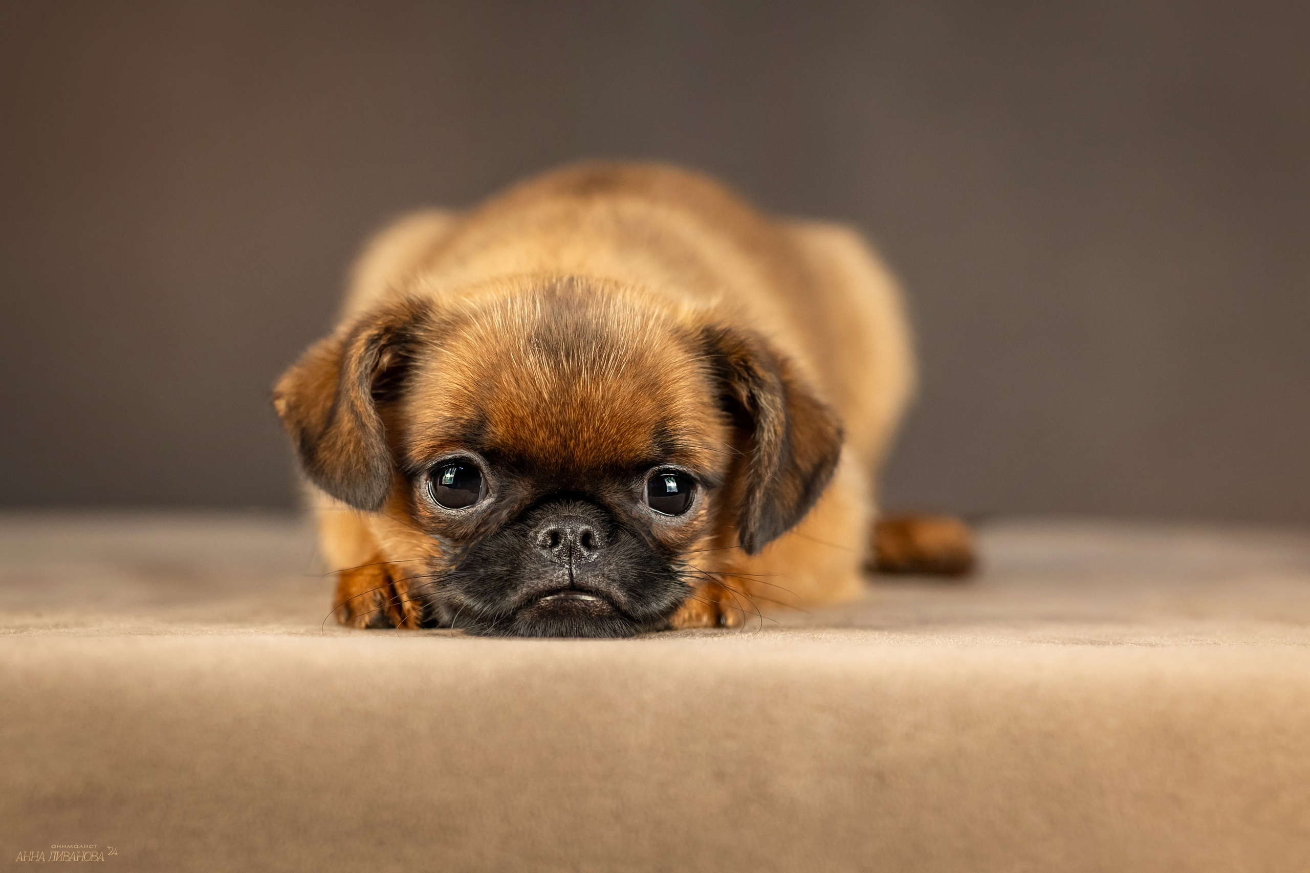 Гриффончики. Фотограф анималист Аня Ливанова | Рыбинск