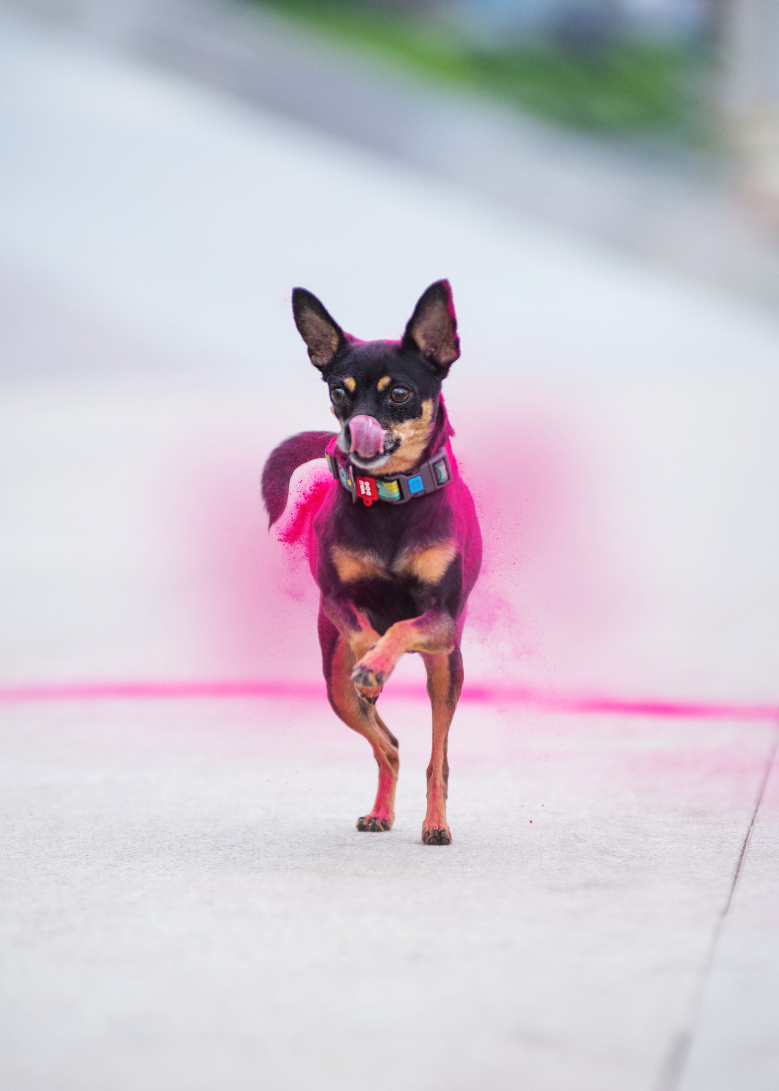 Мотя и краски холли. Дог-фотограф в Тюмени Александра Королева