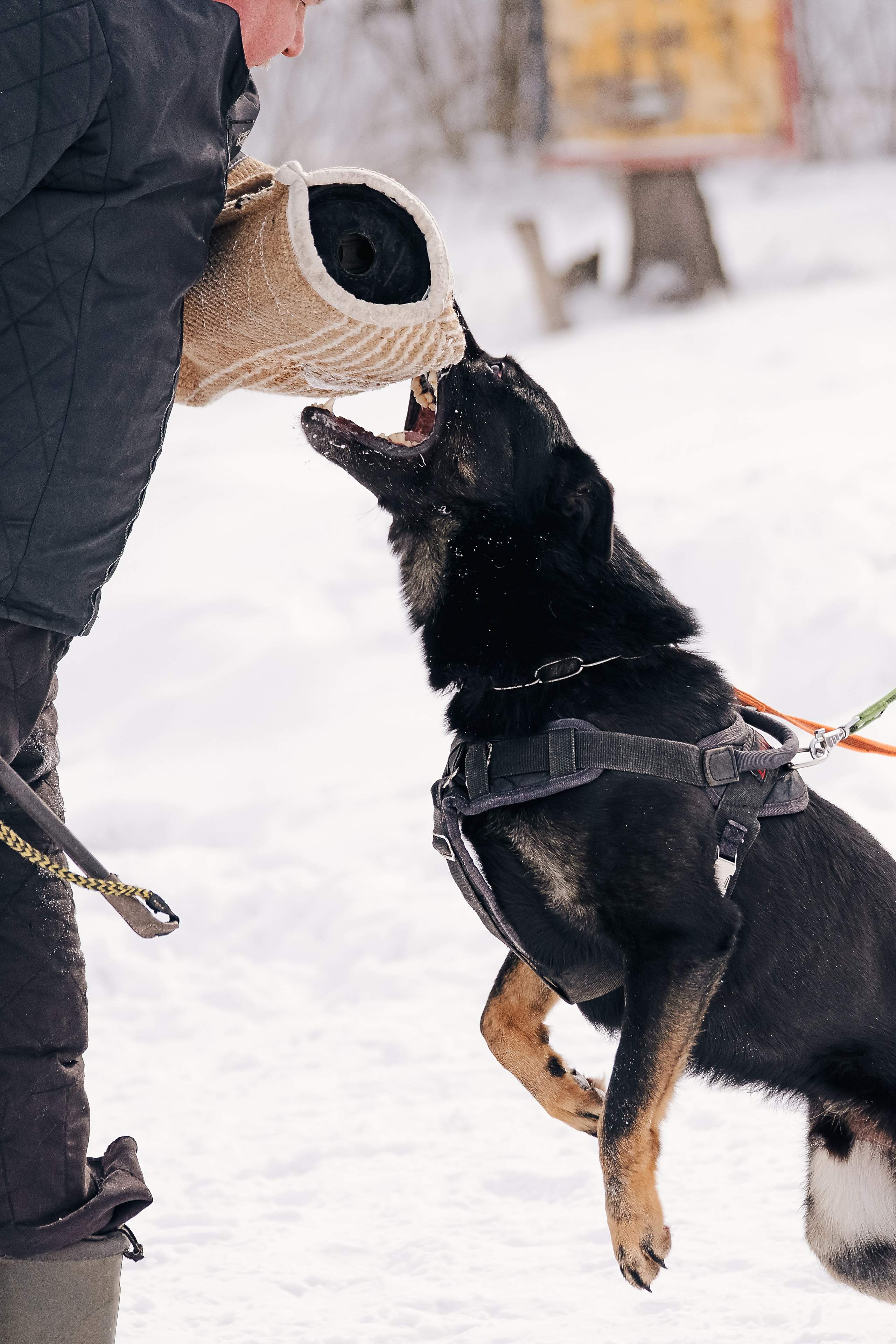 Репортажная съемка. Фотограф-анималист Нижний Новгород