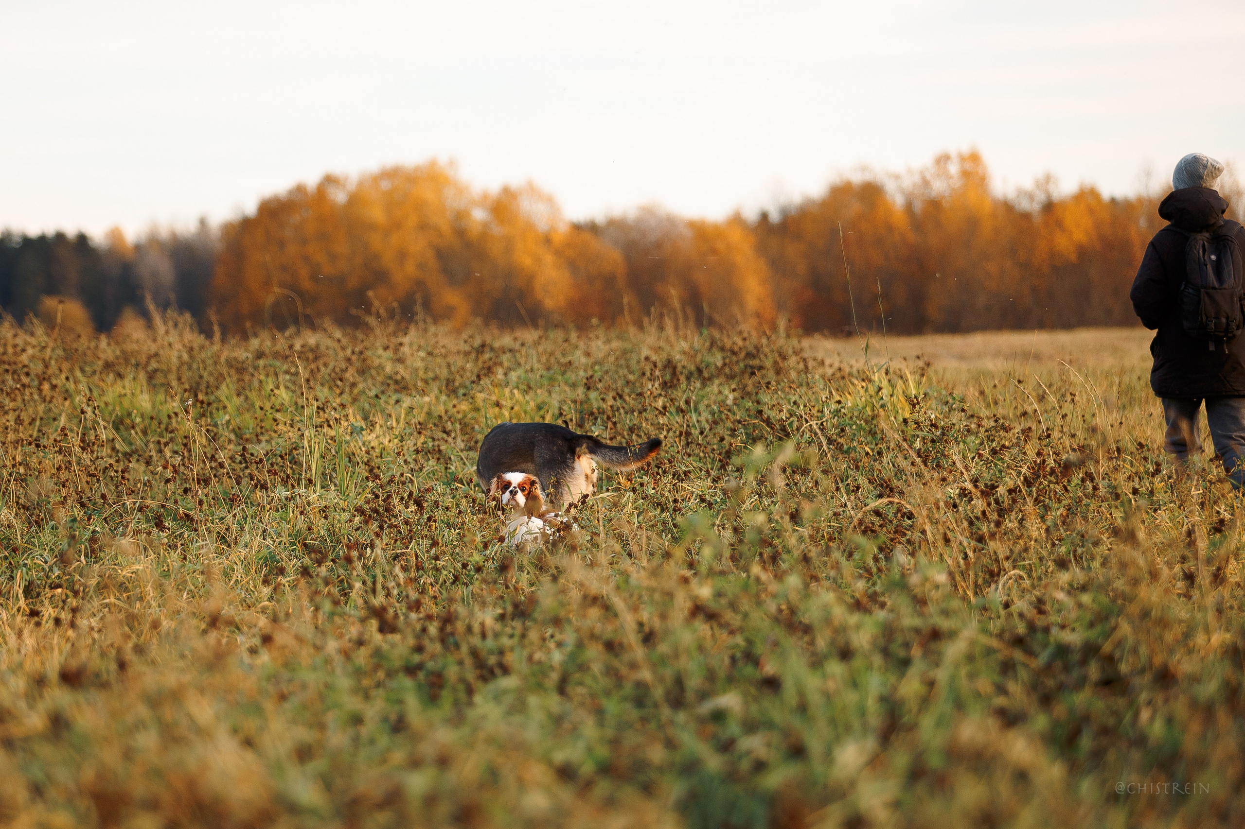 Октябрьский закат в полях. Алина и Лео. Фотограф-анималист Наталия Чистюхина в г. Сосновый Бор и ЛО