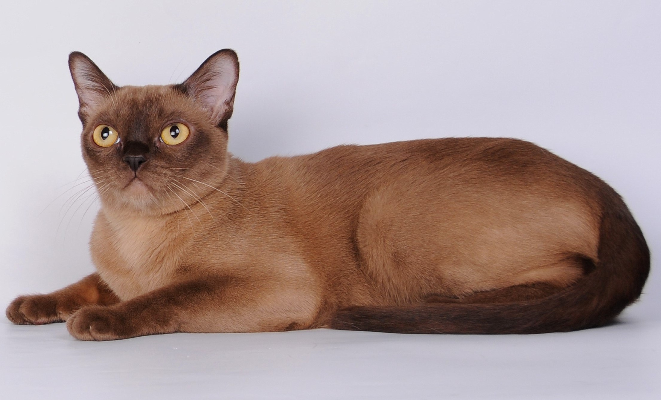 Котёнок американской бурмы. Las Burmas — питомник американской бурмы традиционных линий