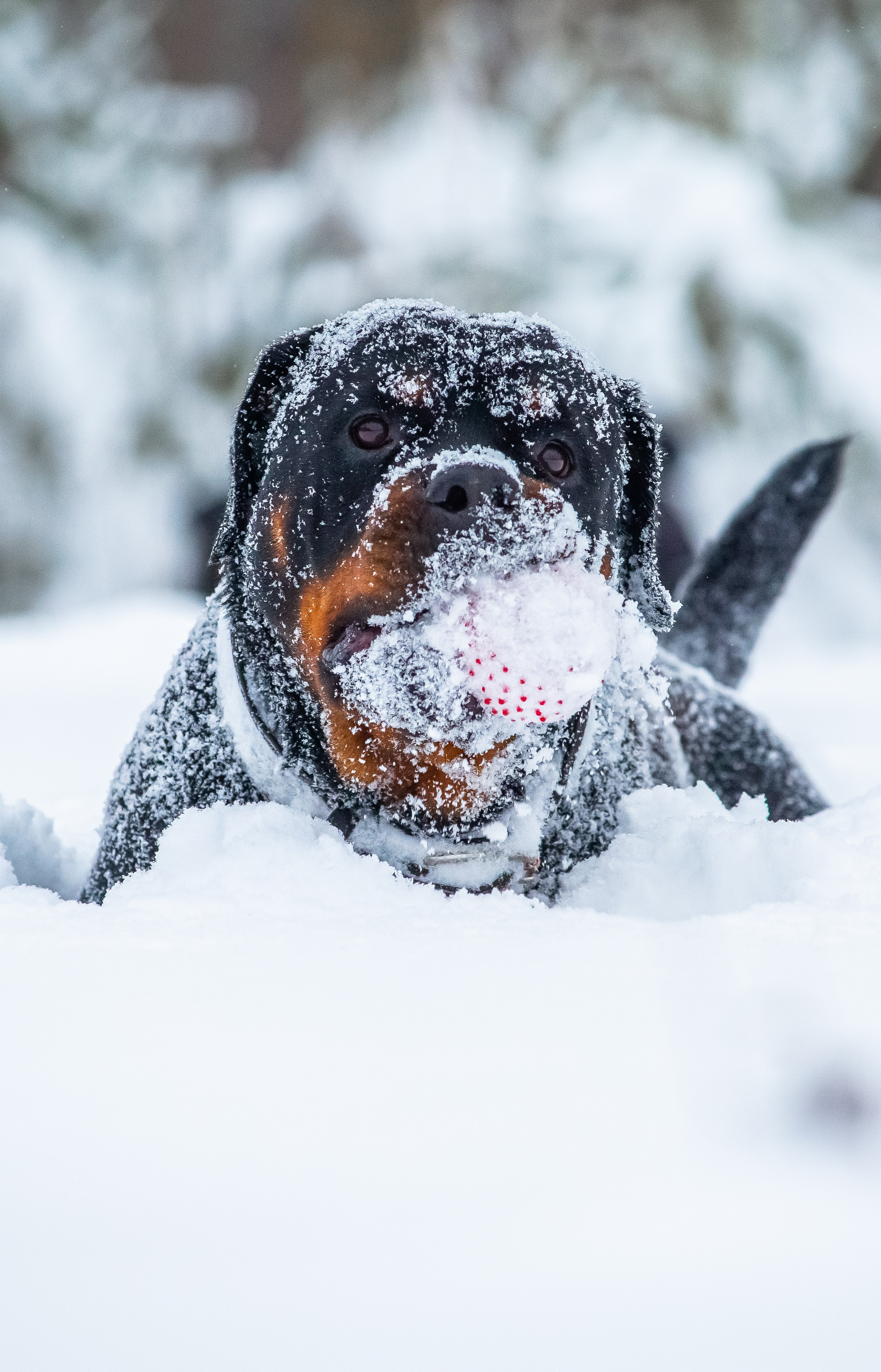 Животные. Авторские туры с профессиональным фотографом