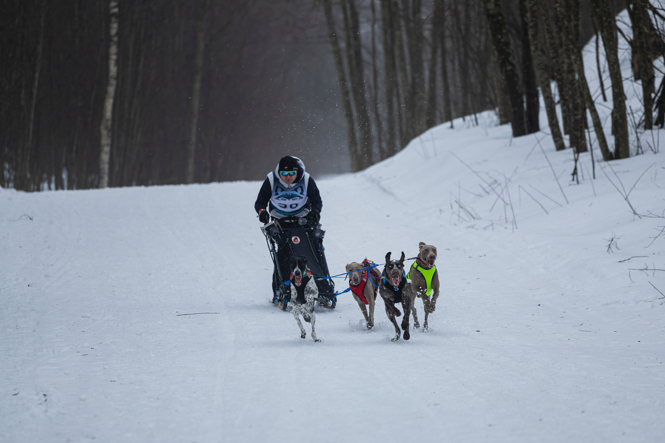 Зимний Чемпионат Санкт-Петербурга по ездовому спорту. Фотограф-анималист Анна Маринич