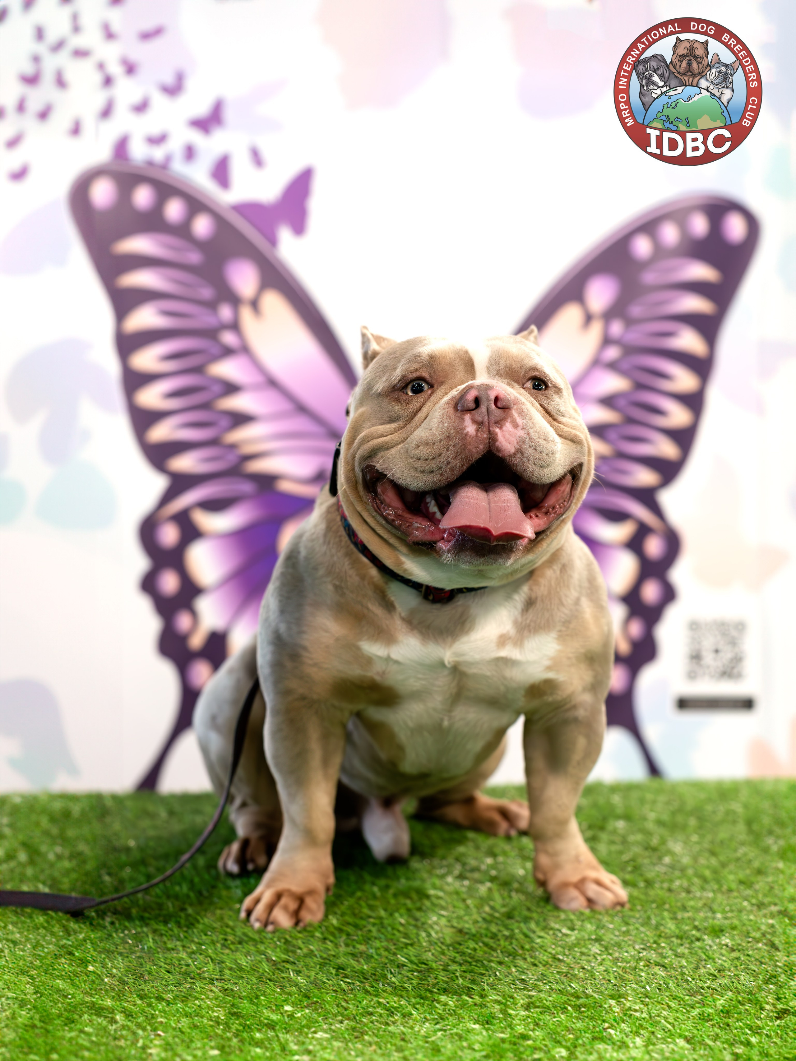 Выставки. Портретная и семейная съемка. Фотограф анималист