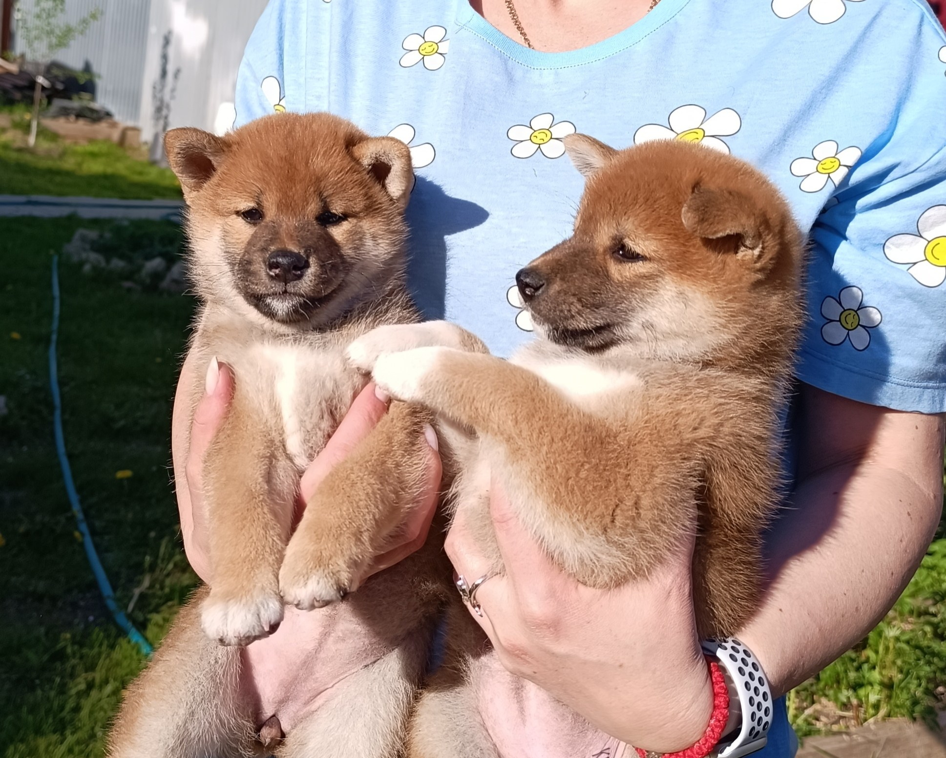 сиба питомник Рубилайт щенки на продажу rubylight  сиба щенки купить СПб Санкт-Петербург