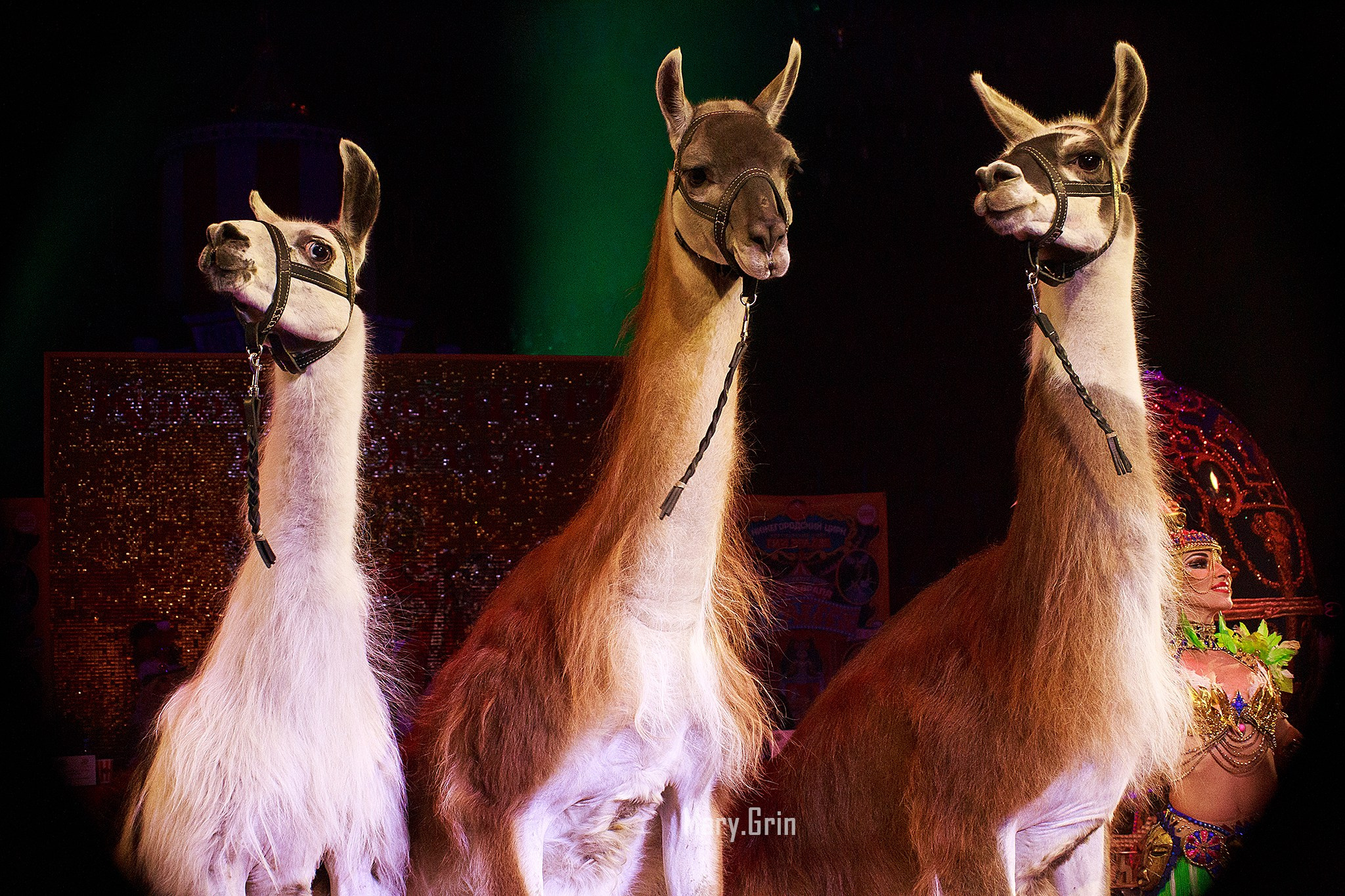 Цирк Гии Эрадзе. Детский и семейный фотограф, фотограф мероприятий Нижний Новгород