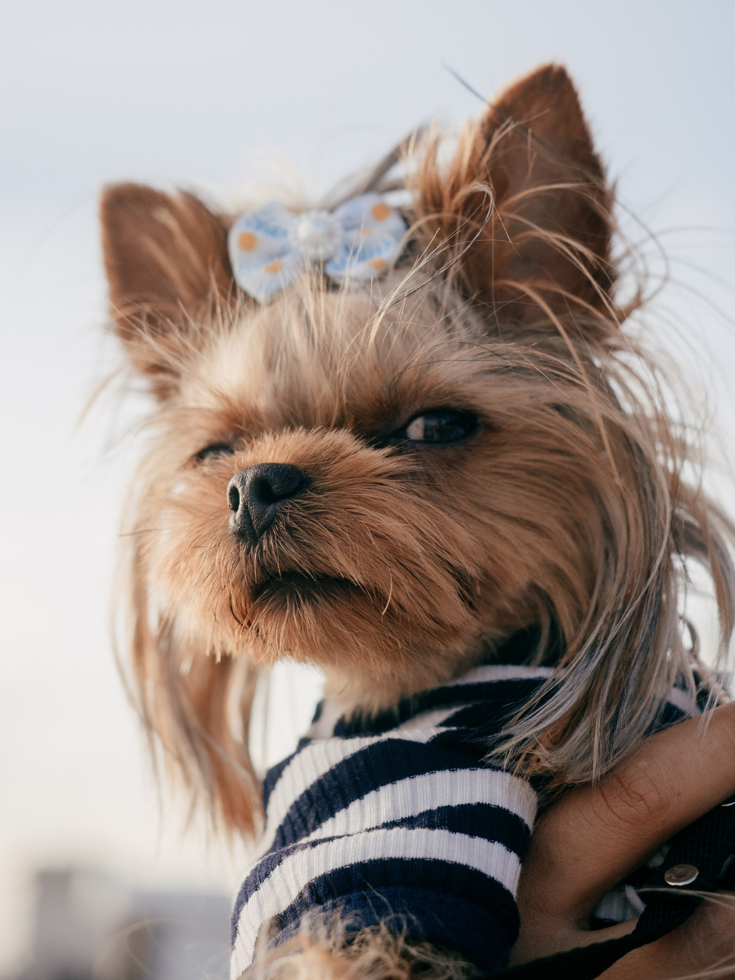 Фотопрогулка с питомцем. Маруся Машкова • Фотограф в Москве