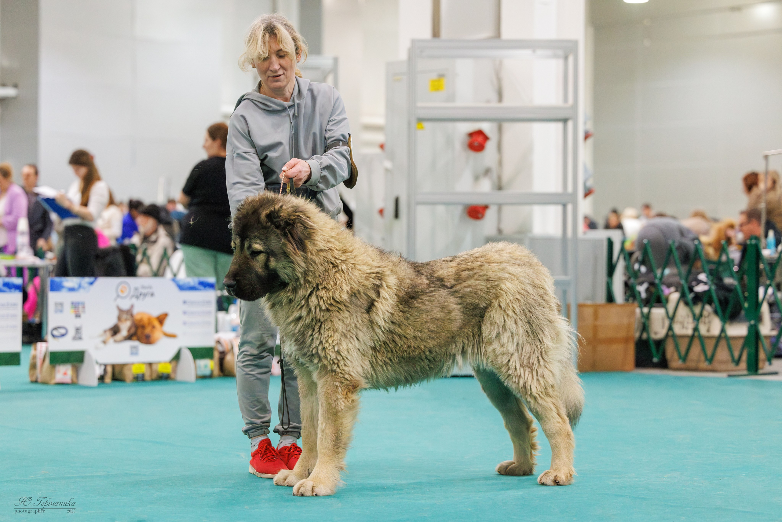 Гран-При 8.02.2025 и Крокус 09.02.2025. Фотограф-анималист Юлия Германика