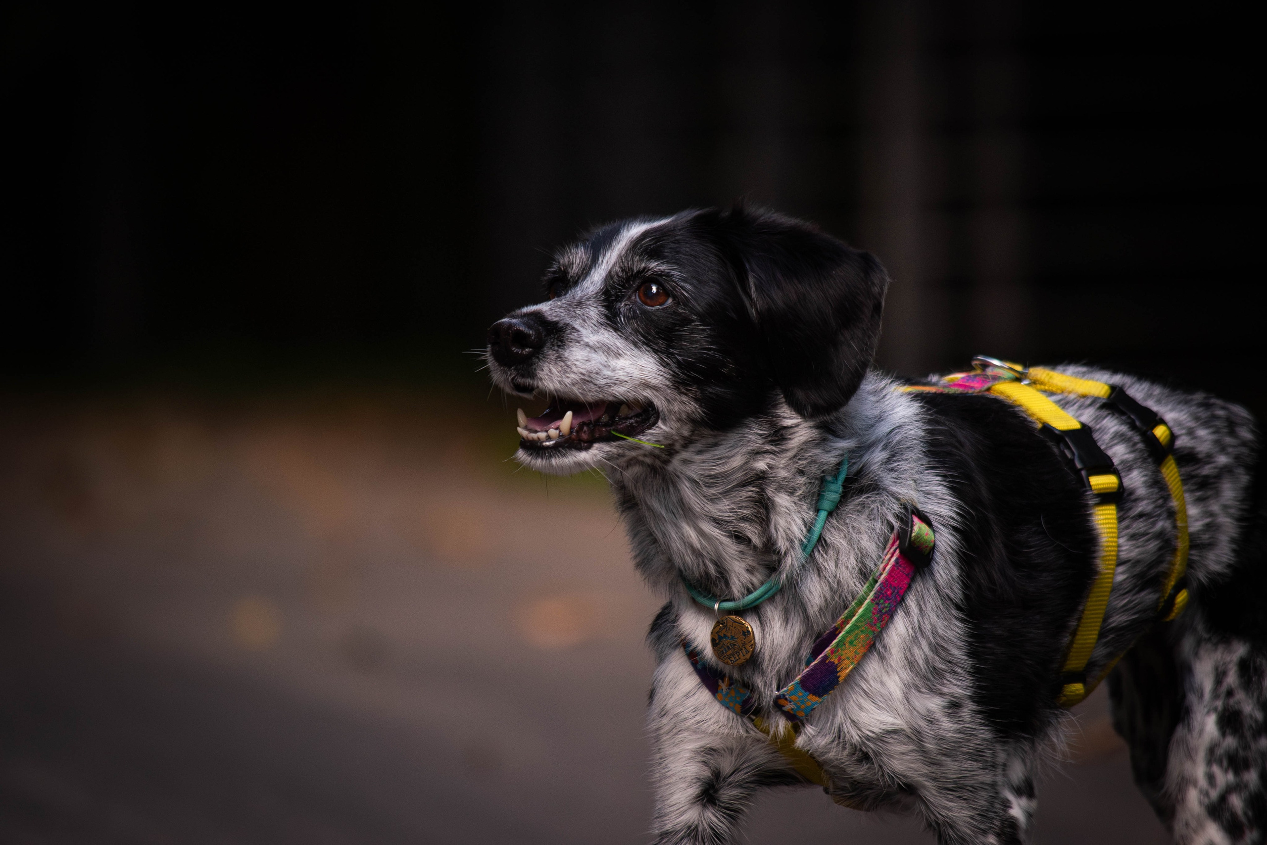 Берта, Ангелина и Витя. Фотограф Светлана Блинова, Москва и Московская область